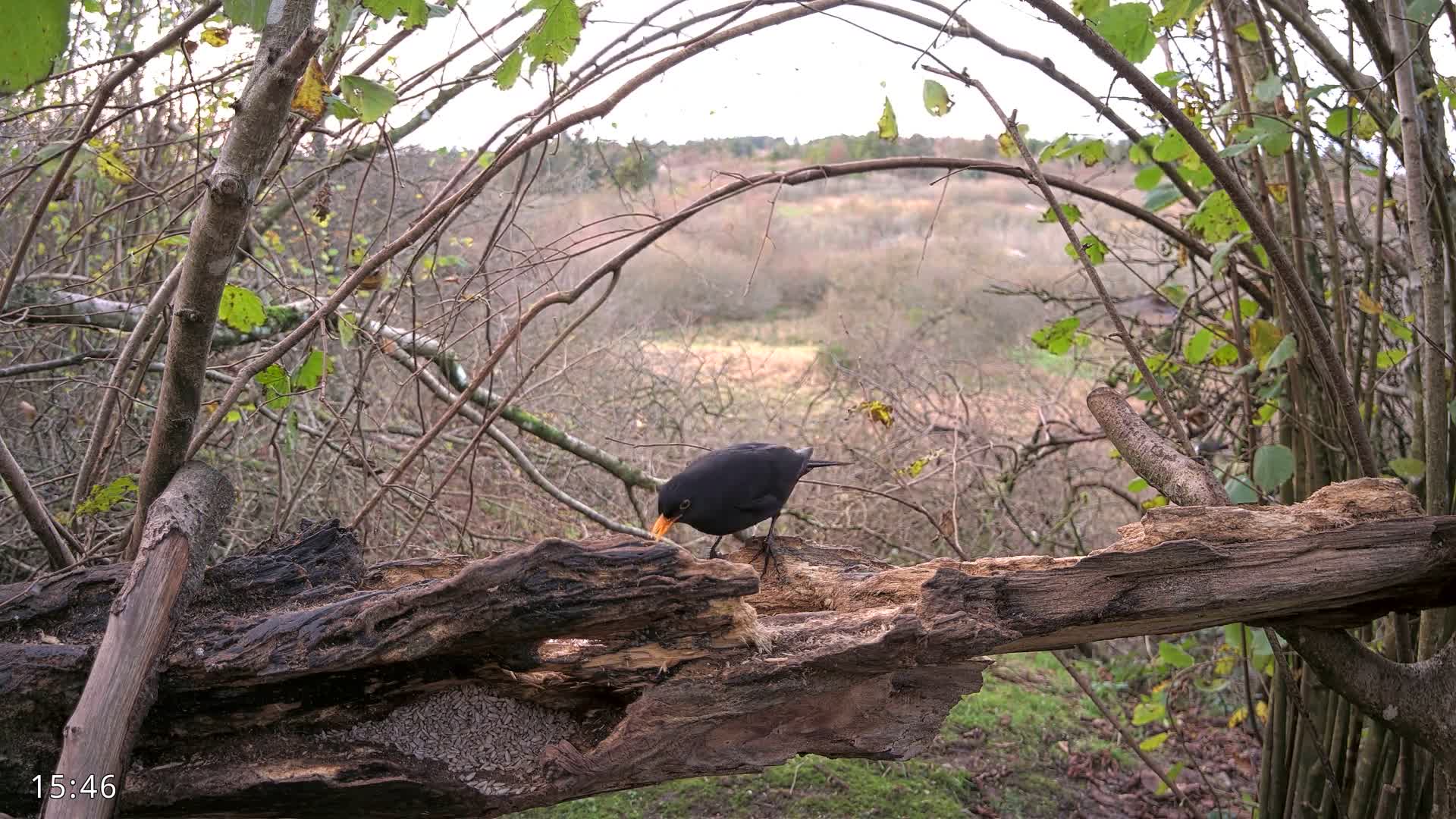 Dronninglund, Birds and Squirrels in the Forest Live Cam - Dronninglund, Bronderslev, Nordjylland(North Denmark), Denmark