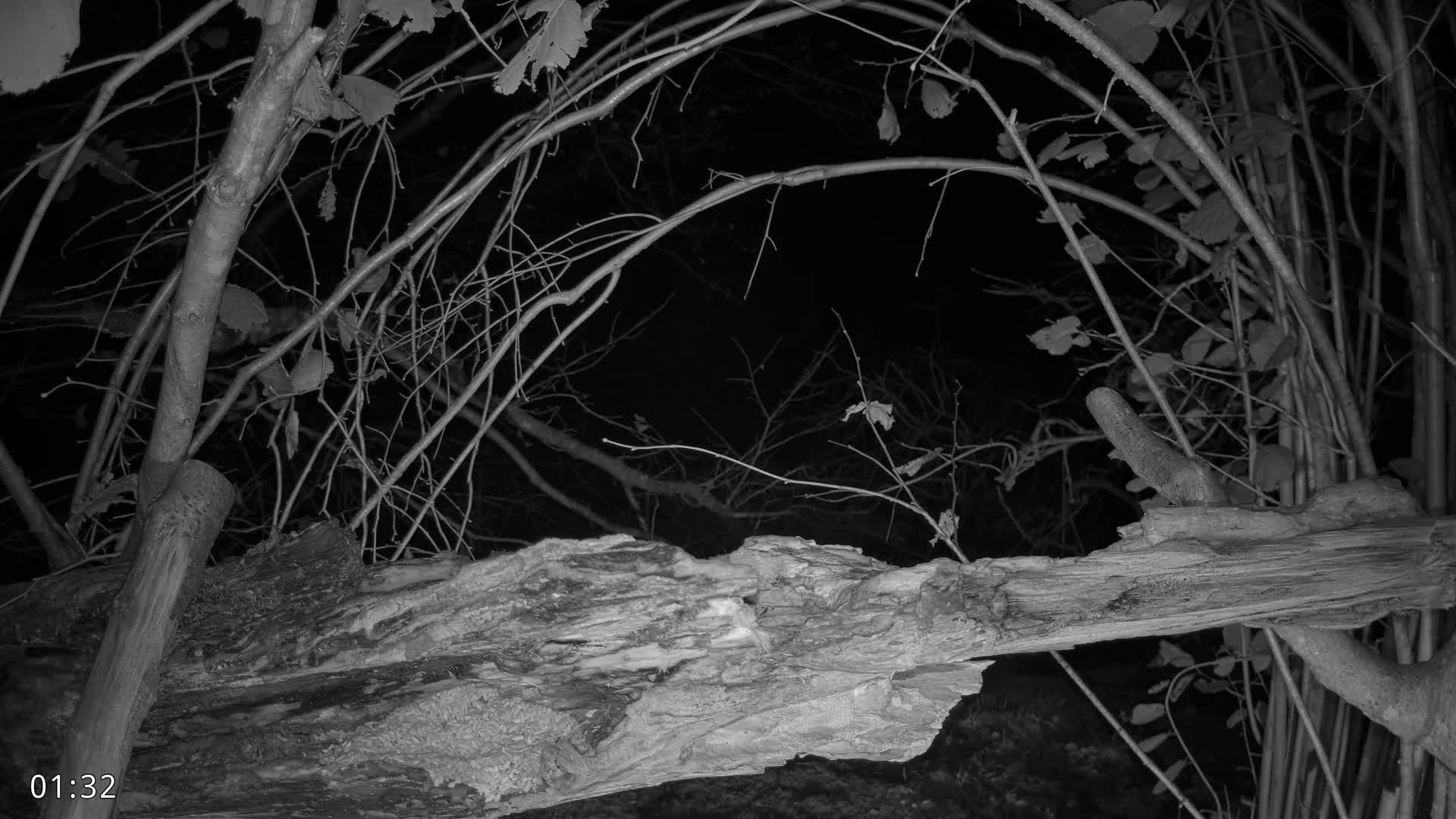 Dronninglund, Birds and Squirrels in the Forest Live Cam - Dronninglund, Bronderslev, Nordjylland(North Denmark), Denmark