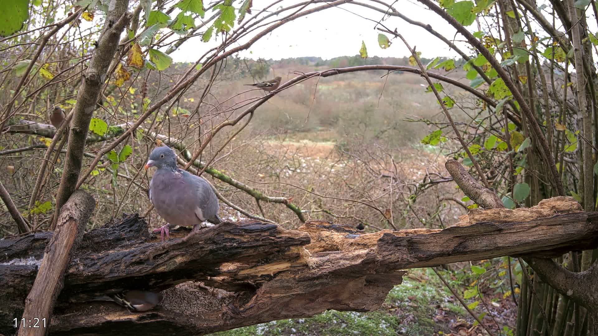 Dronninglund, Birds and Squirrels in the Forest Live Cam - Dronninglund, Bronderslev, Nordjylland(North Denmark), Denmark