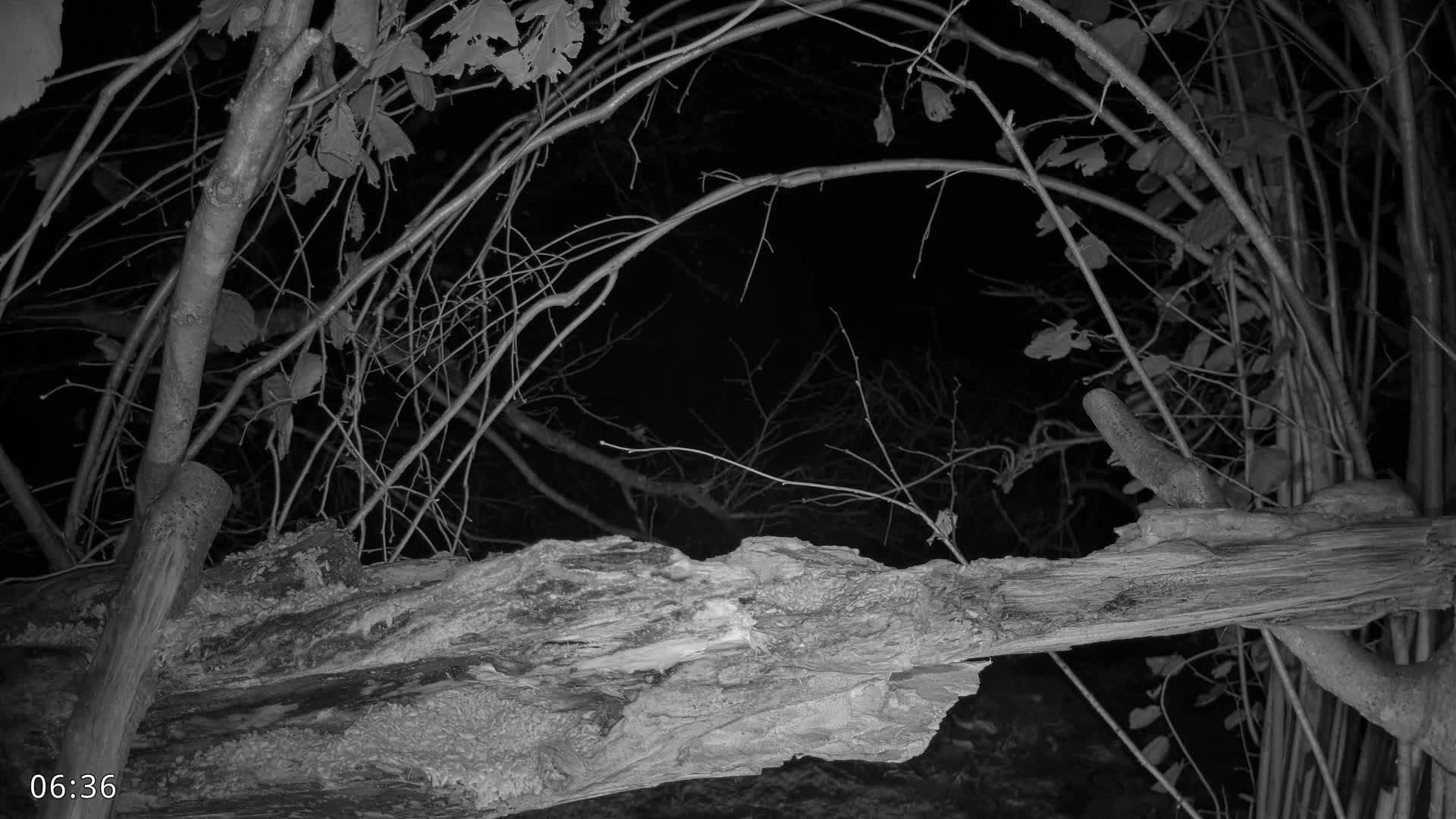 Dronninglund, Birds and Squirrels in the Forest Live Cam - Dronninglund, Bronderslev, Nordjylland(North Denmark), Denmark