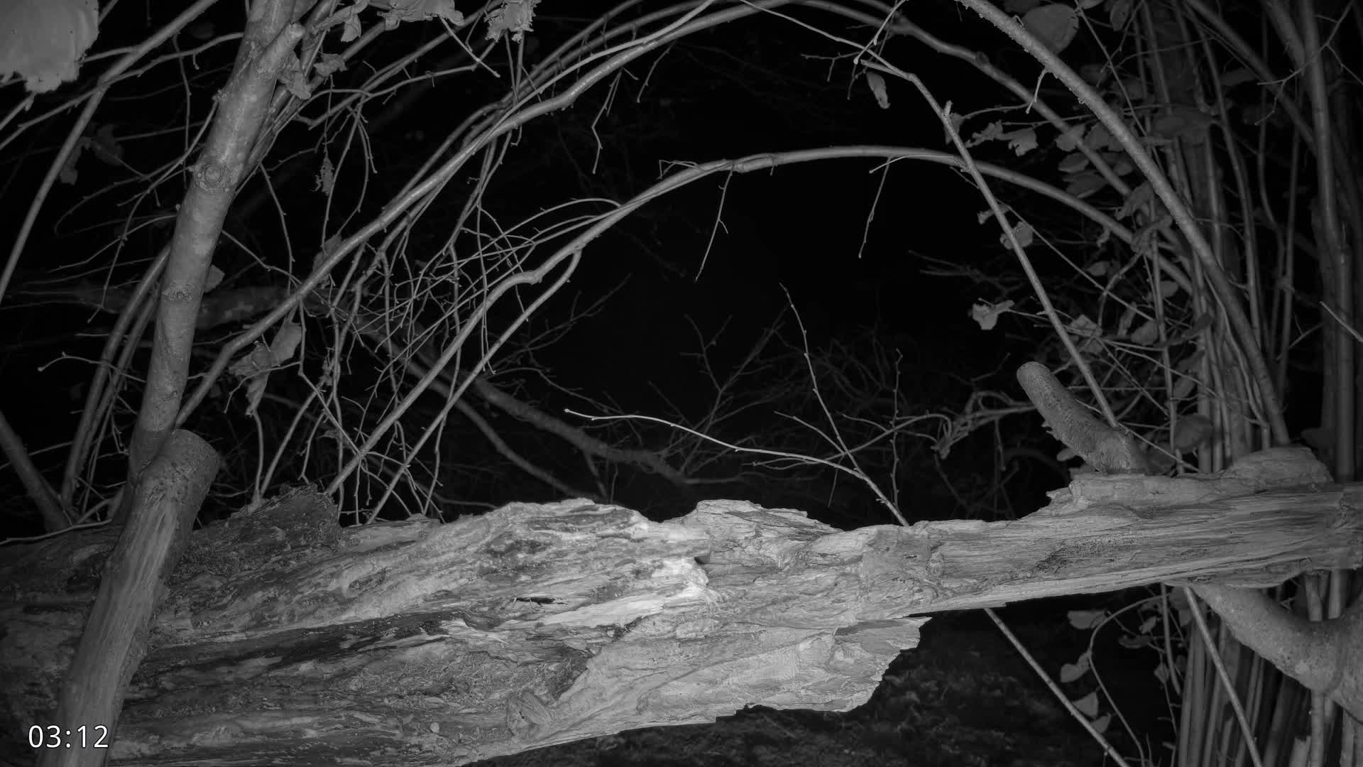 A dark, textured surface fills the entire image.