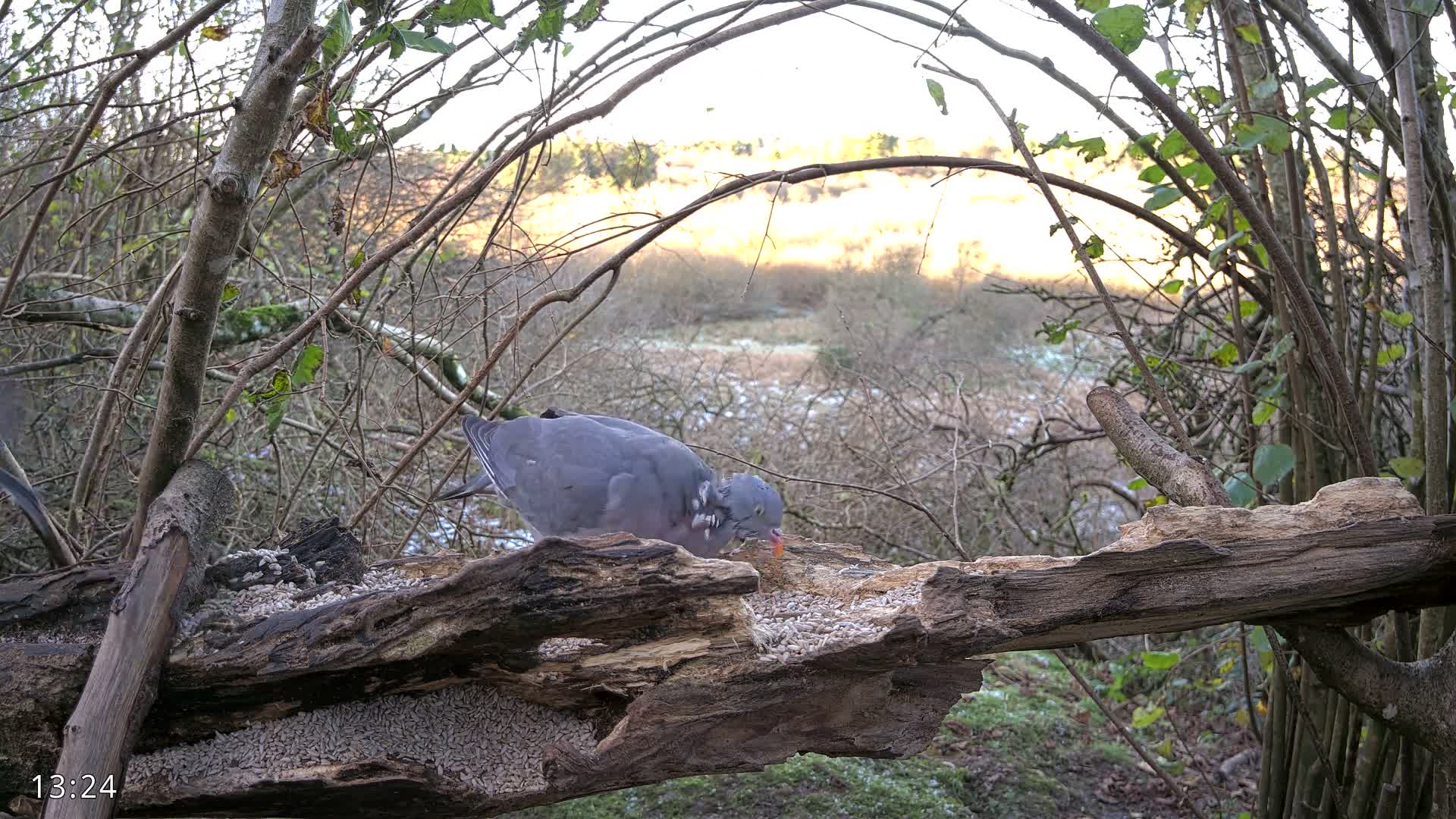 Dronninglund, Birds and Squirrels in the Forest Live Cam - Dronninglund, Bronderslev, Nordjylland(North Denmark), Denmark