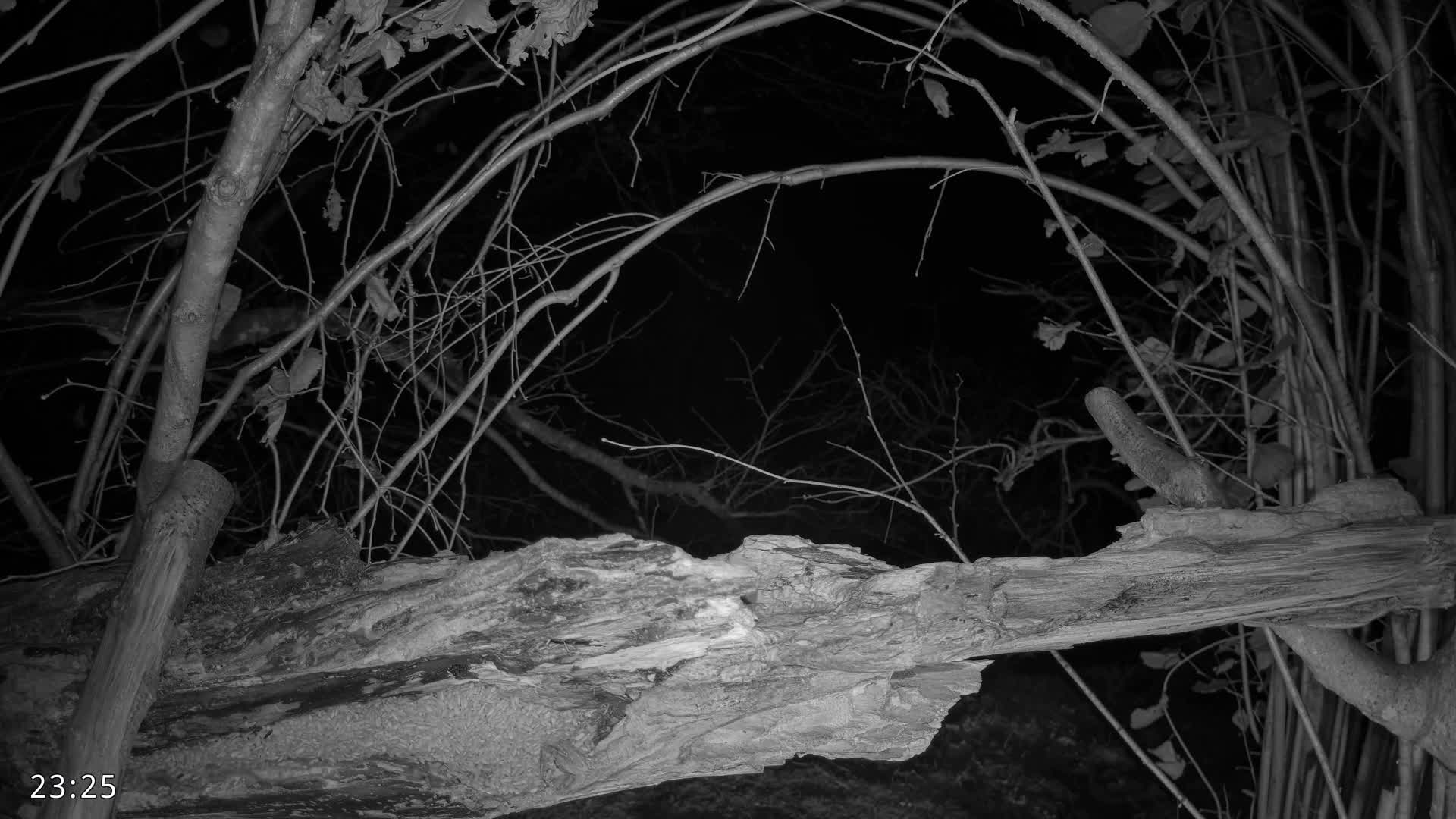 Dronninglund, Birds and Squirrels in the Forest Live Cam - Dronninglund, Bronderslev, Nordjylland(North Denmark), Denmark