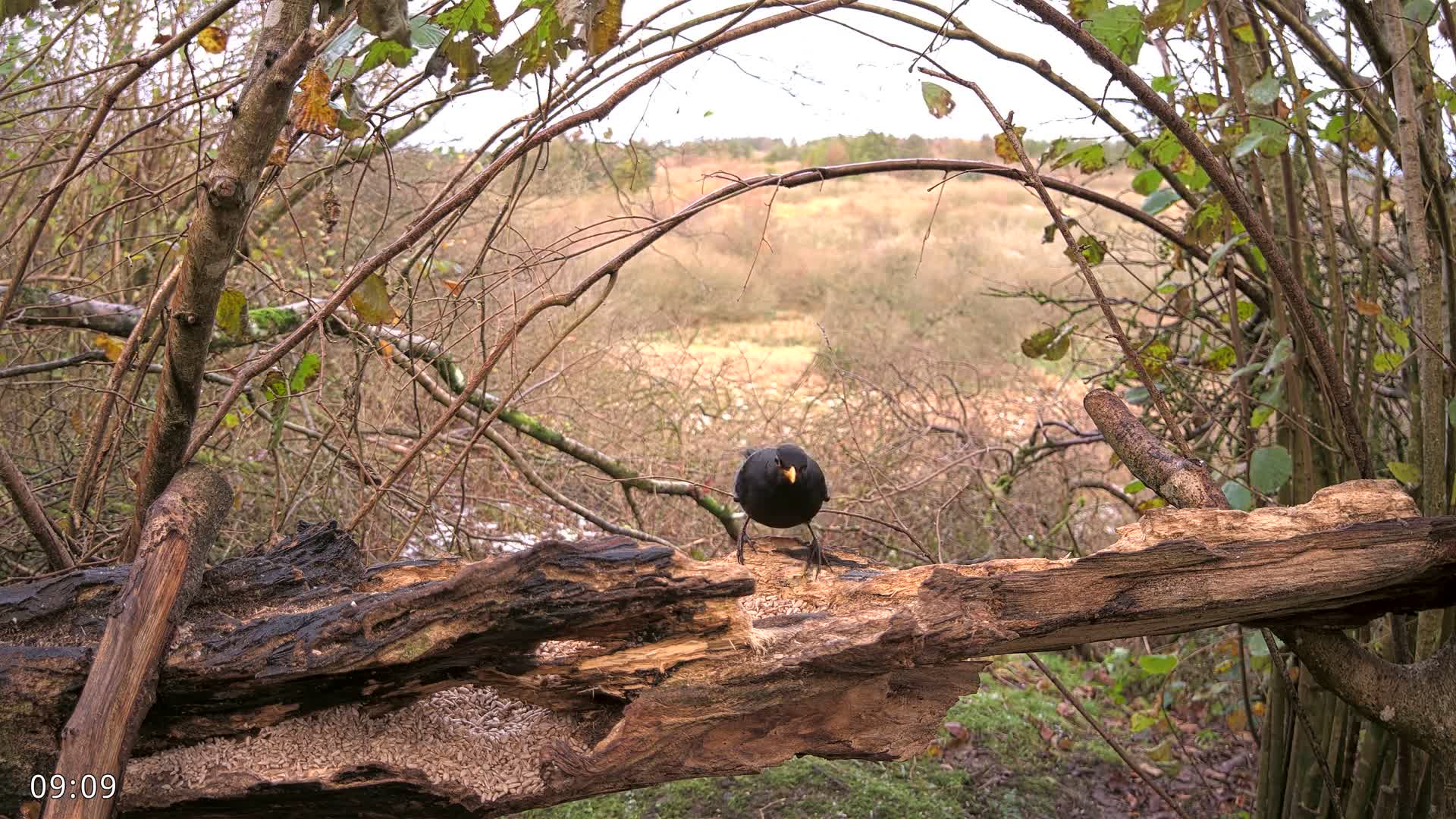 A black bird with a bright orange beak perches on a weathered log covered in seeds, framed by dense bare branches, overlooking a wide, brown, shrubby landscape under a dull, overcast sky.