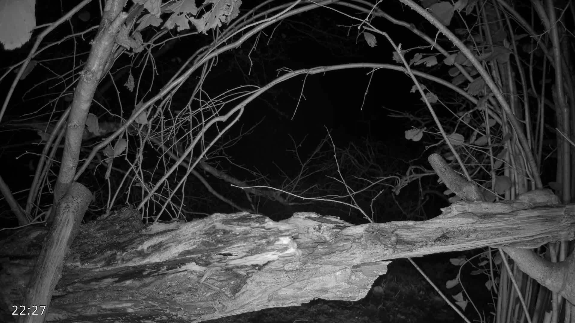 Dronninglund, Birds and Squirrels in the Forest Live Cam - Dronninglund, Bronderslev, Nordjylland(North Denmark), Denmark