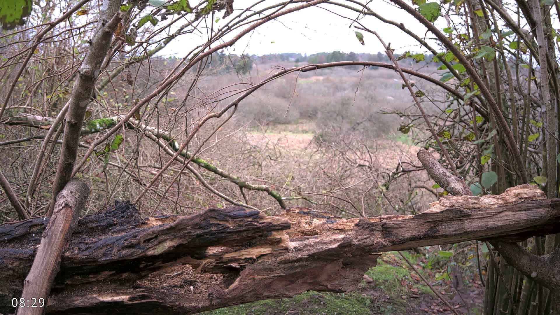 Dronninglund, Birds and Squirrels in the Forest Live Cam - Dronninglund, Bronderslev, Nordjylland(North Denmark), Denmark