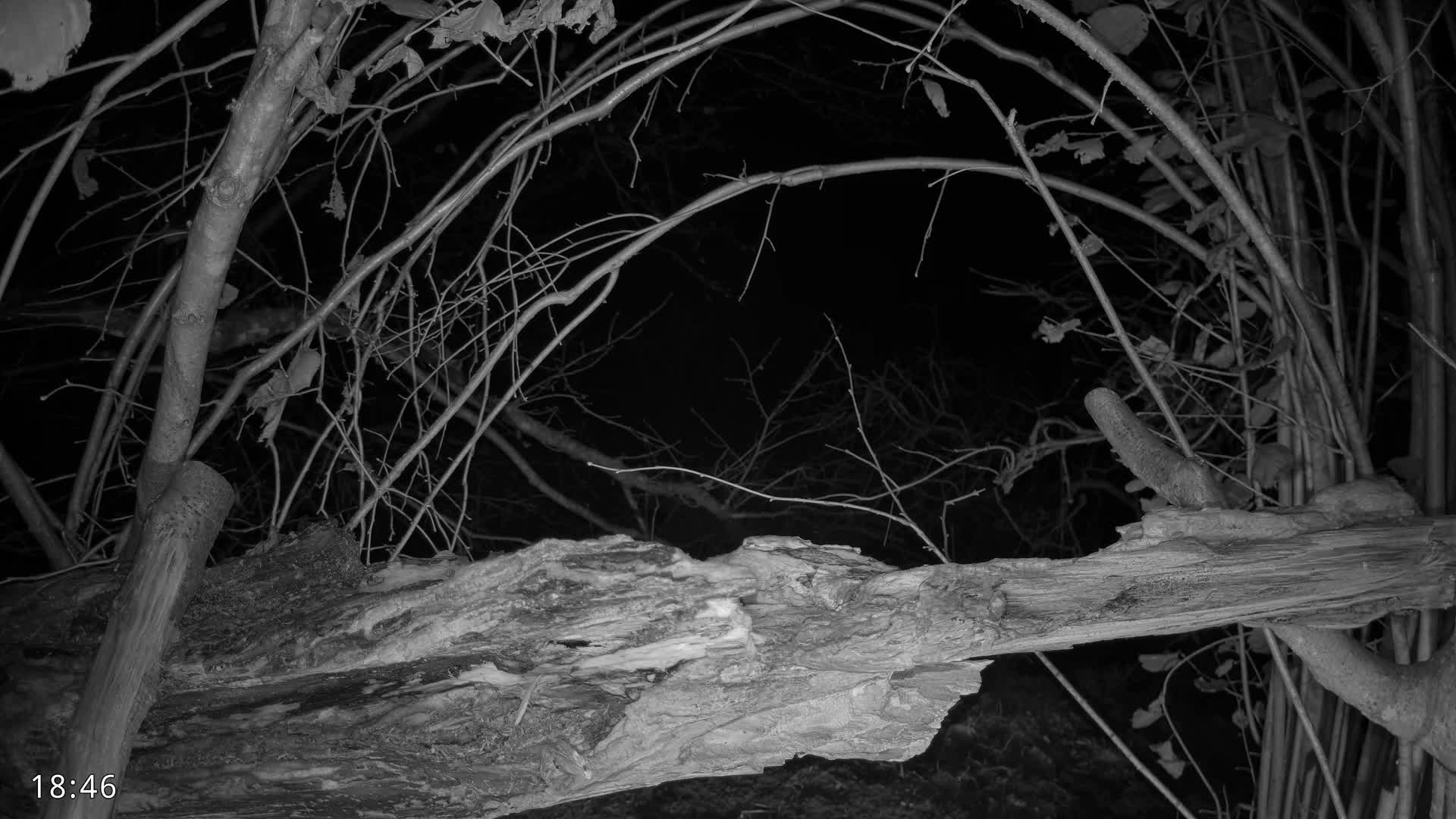 Dronninglund, Birds and Squirrels in the Forest Live Cam - Dronninglund, Bronderslev, Nordjylland(North Denmark), Denmark