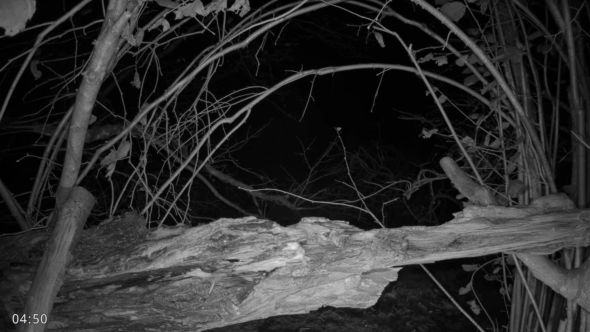 Dronninglund, Birds and Squirrels in the Forest Live Cam - Dronninglund, Bronderslev, Nordjylland(North Denmark), Denmark