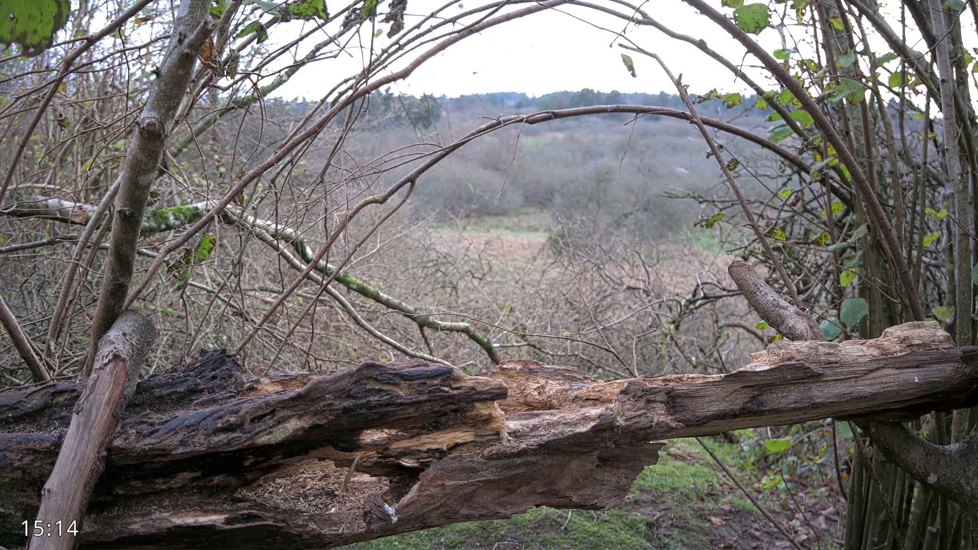 Dronninglund, Birds and Squirrels in the Forest Live Cam - Dronninglund, Bronderslev, Nordjylland(North Denmark), Denmark