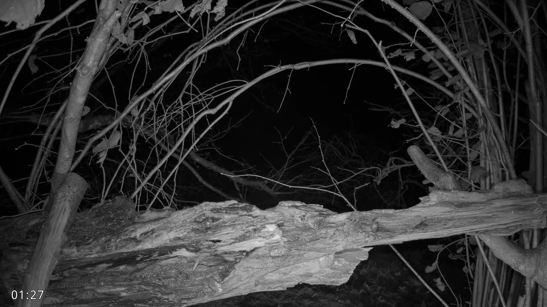 Dronninglund, Birds and Squirrels in the Forest Live Cam - Dronninglund, Bronderslev, Nordjylland(North Denmark), Denmark