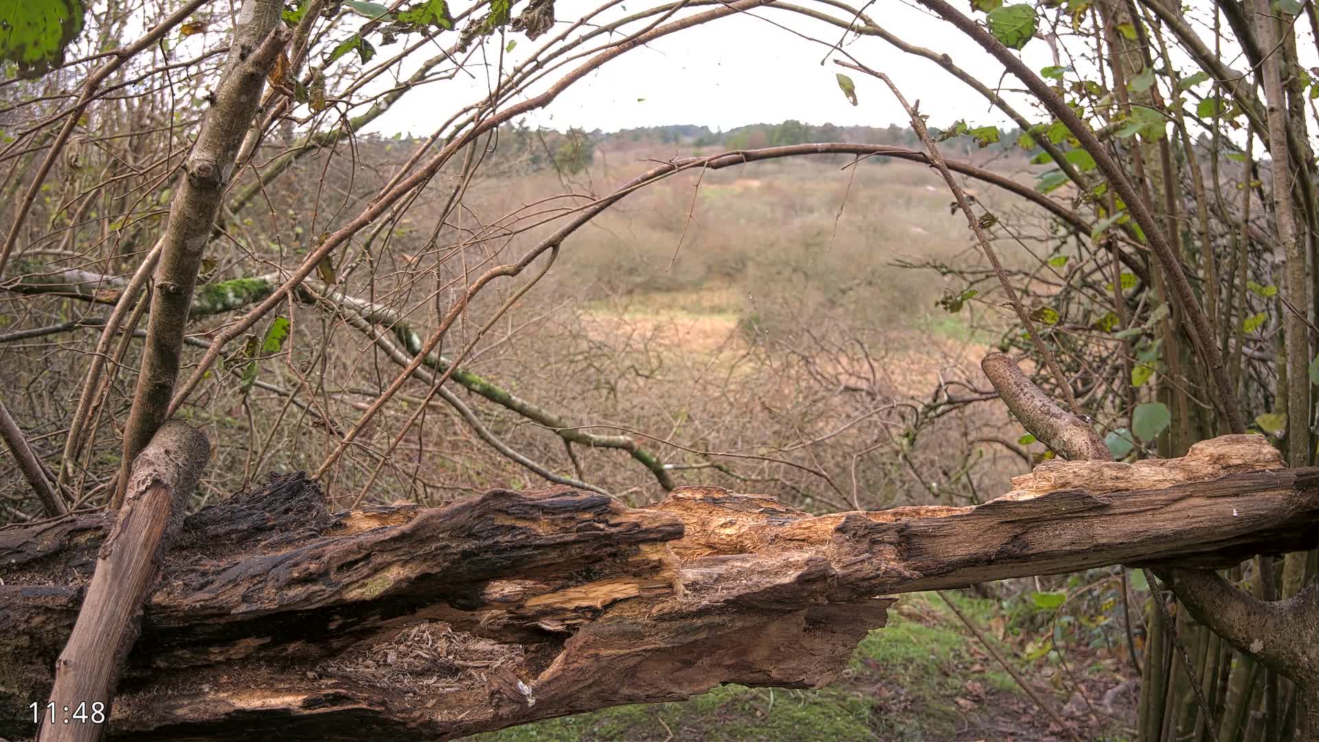 Dronninglund, Birds and Squirrels in the Forest Live Cam - Dronninglund, Bronderslev, Nordjylland(North Denmark), Denmark