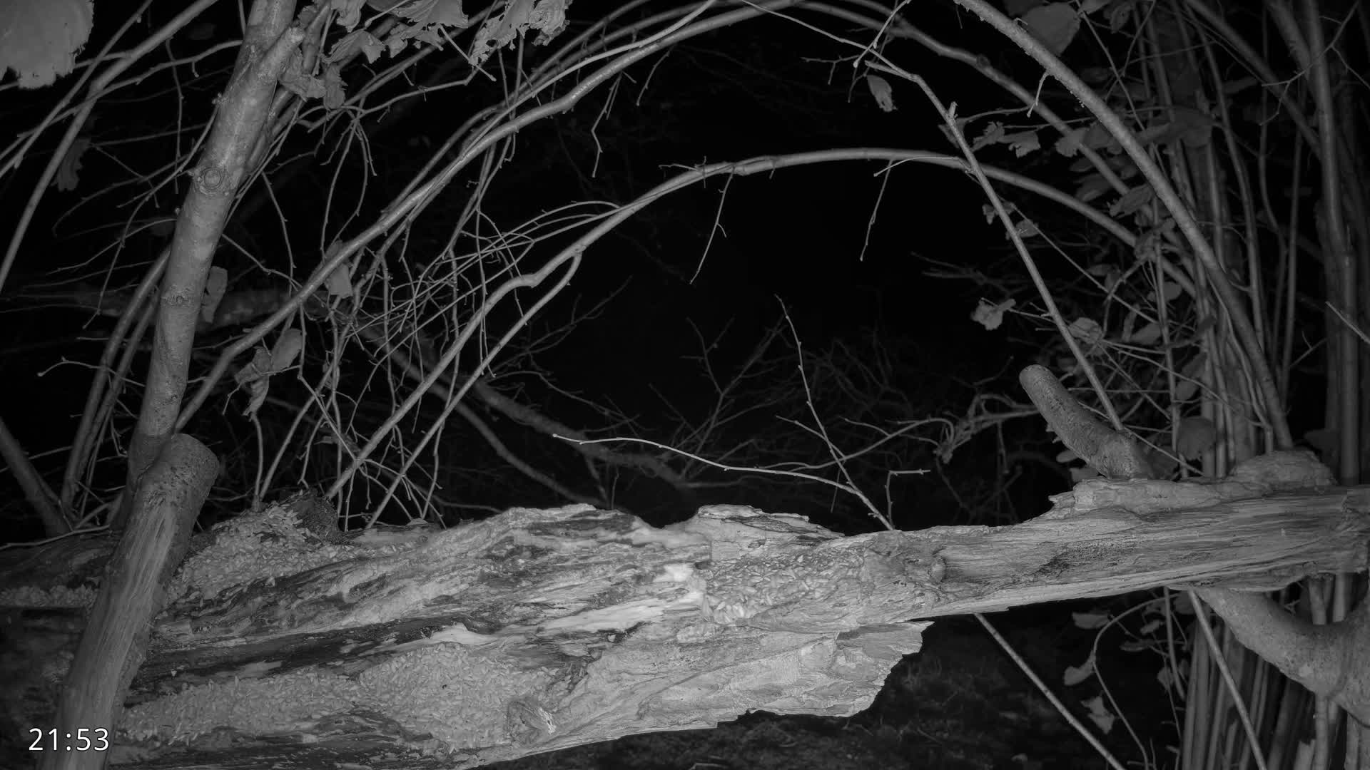 Dronninglund, Birds and Squirrels in the Forest Live Cam - Dronninglund, Bronderslev, Nordjylland(North Denmark), Denmark