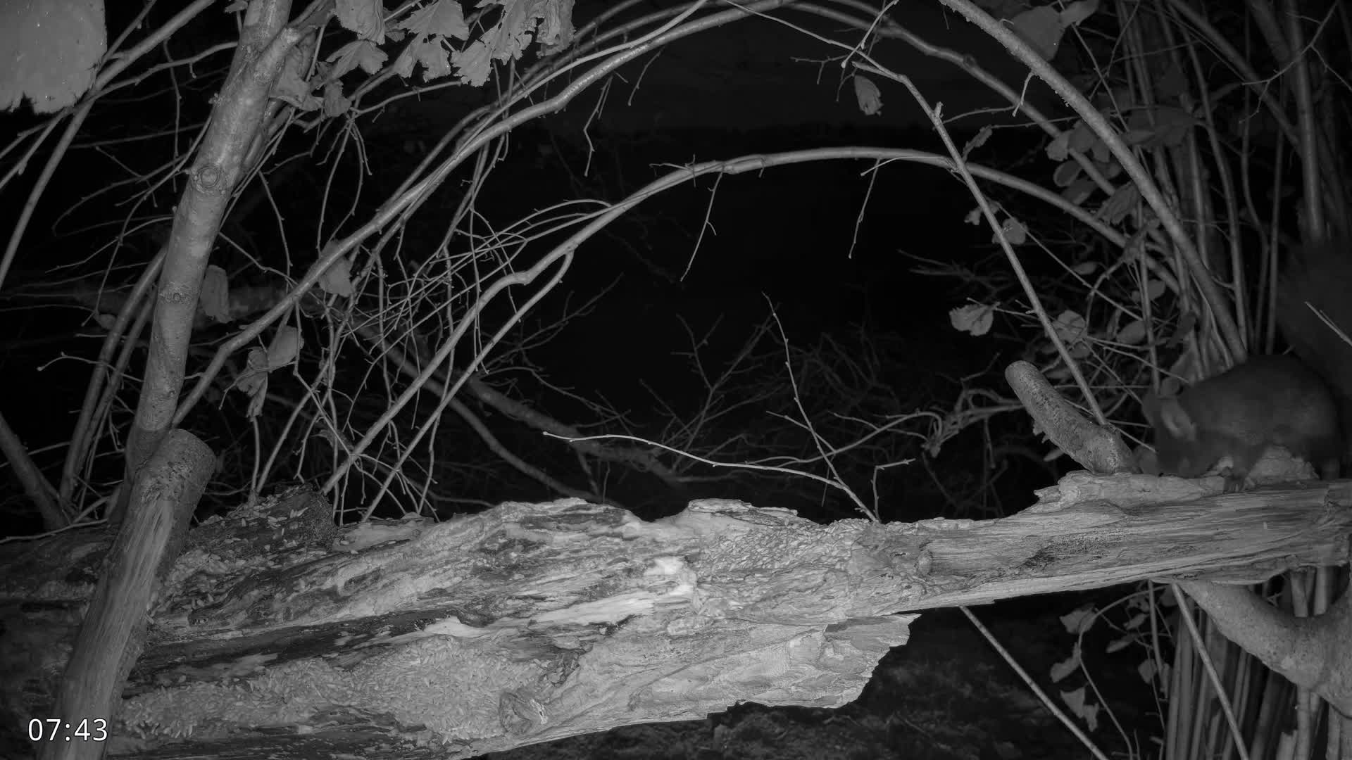 Dronninglund, Birds and Squirrels in the Forest Live Cam - Dronninglund, Bronderslev, Nordjylland(North Denmark), Denmark