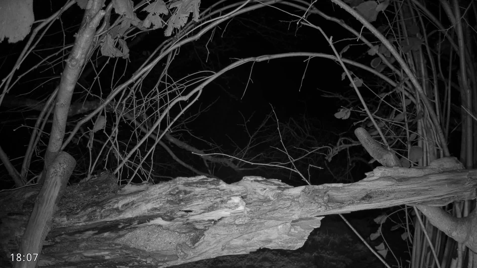 Dronninglund, Birds and Squirrels in the Forest Live Cam - Dronninglund, Bronderslev, Nordjylland(North Denmark), Denmark