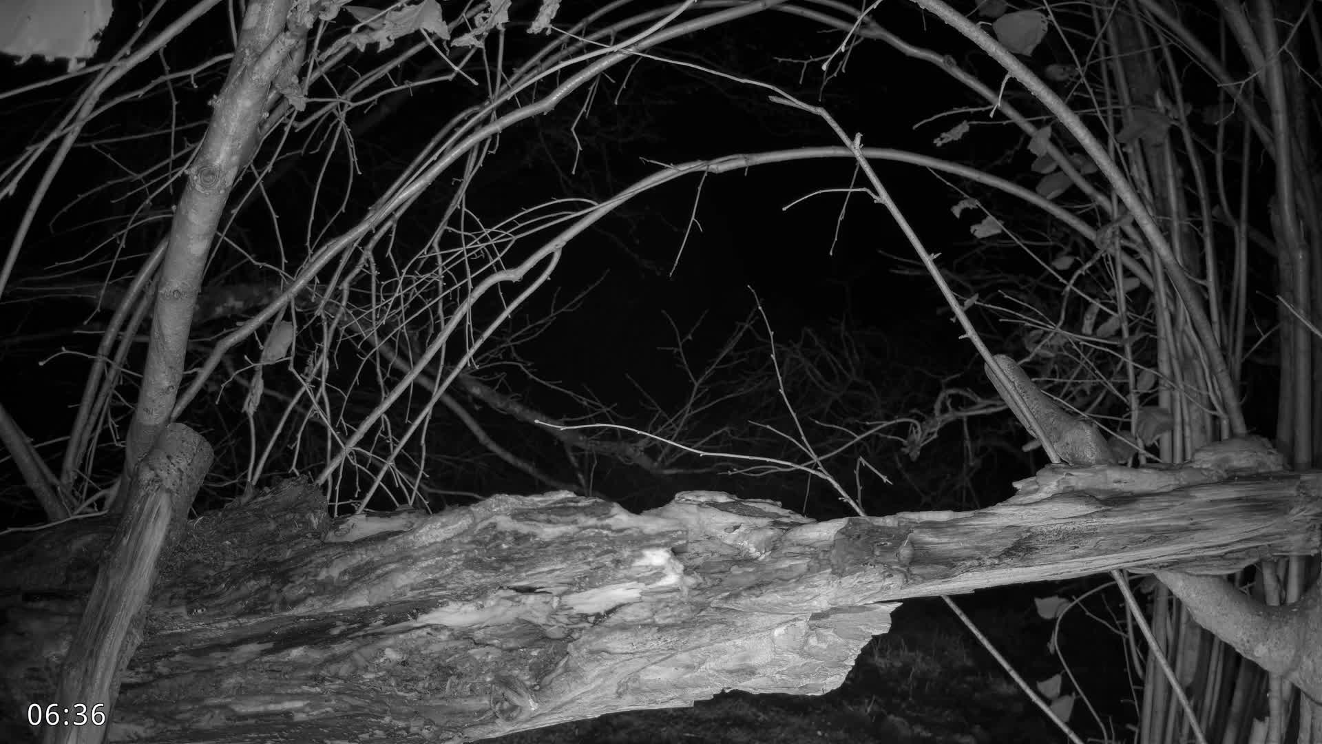 Dronninglund, Birds and Squirrels in the Forest Live Cam - Dronninglund, Bronderslev, Nordjylland(North Denmark), Denmark