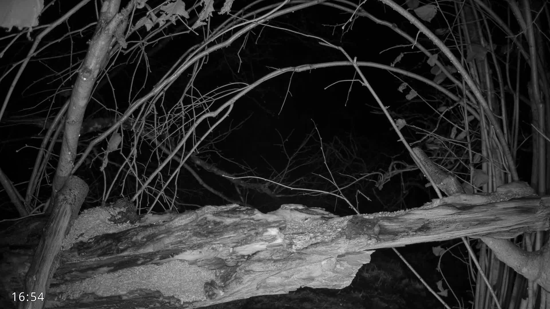 Dronninglund, Birds and Squirrels in the Forest Live Cam - Dronninglund, Bronderslev, Nordjylland(North Denmark), Denmark