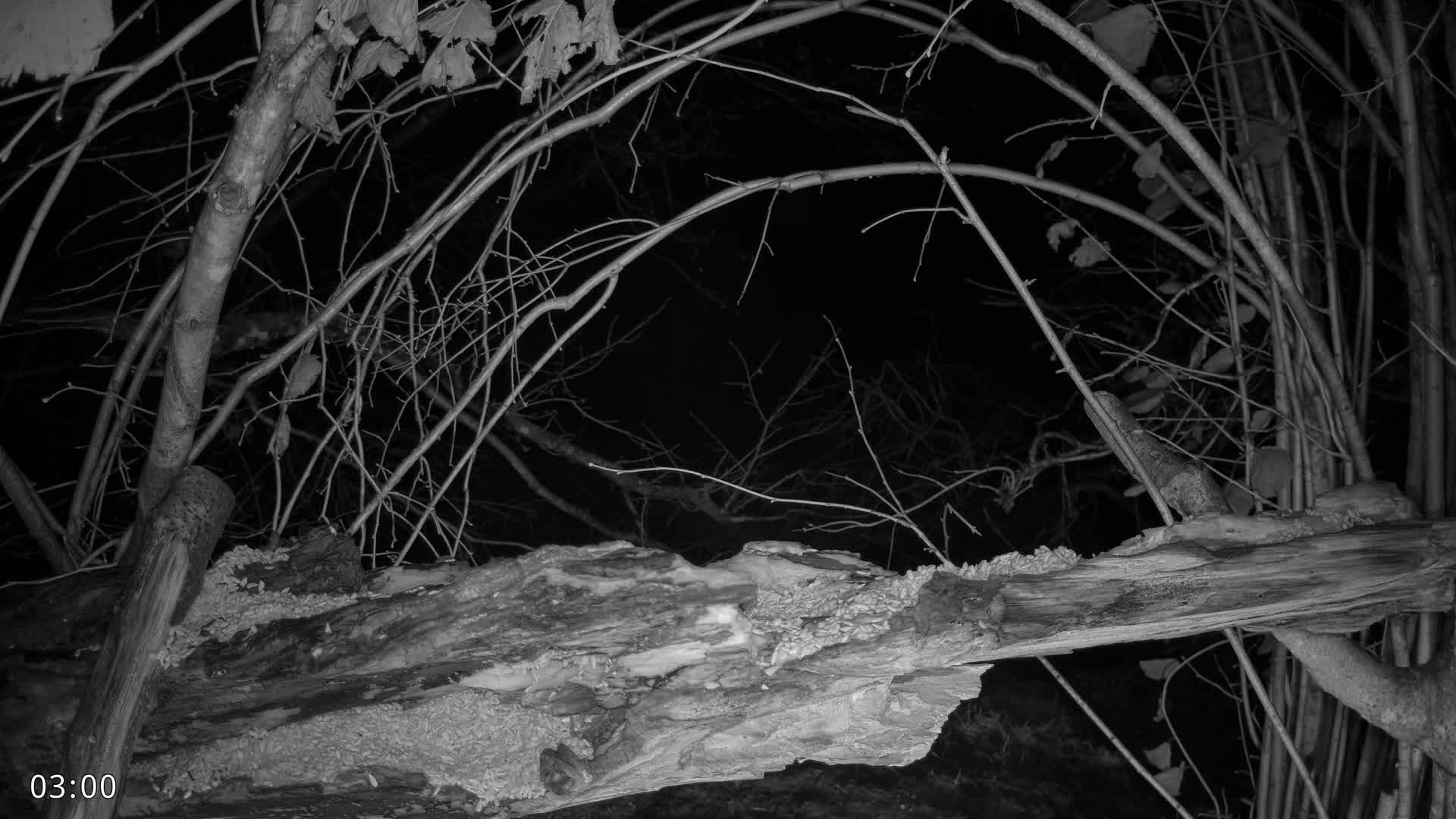 Dronninglund, Birds and Squirrels in the Forest Live Cam - Dronninglund, Bronderslev, Nordjylland(North Denmark), Denmark