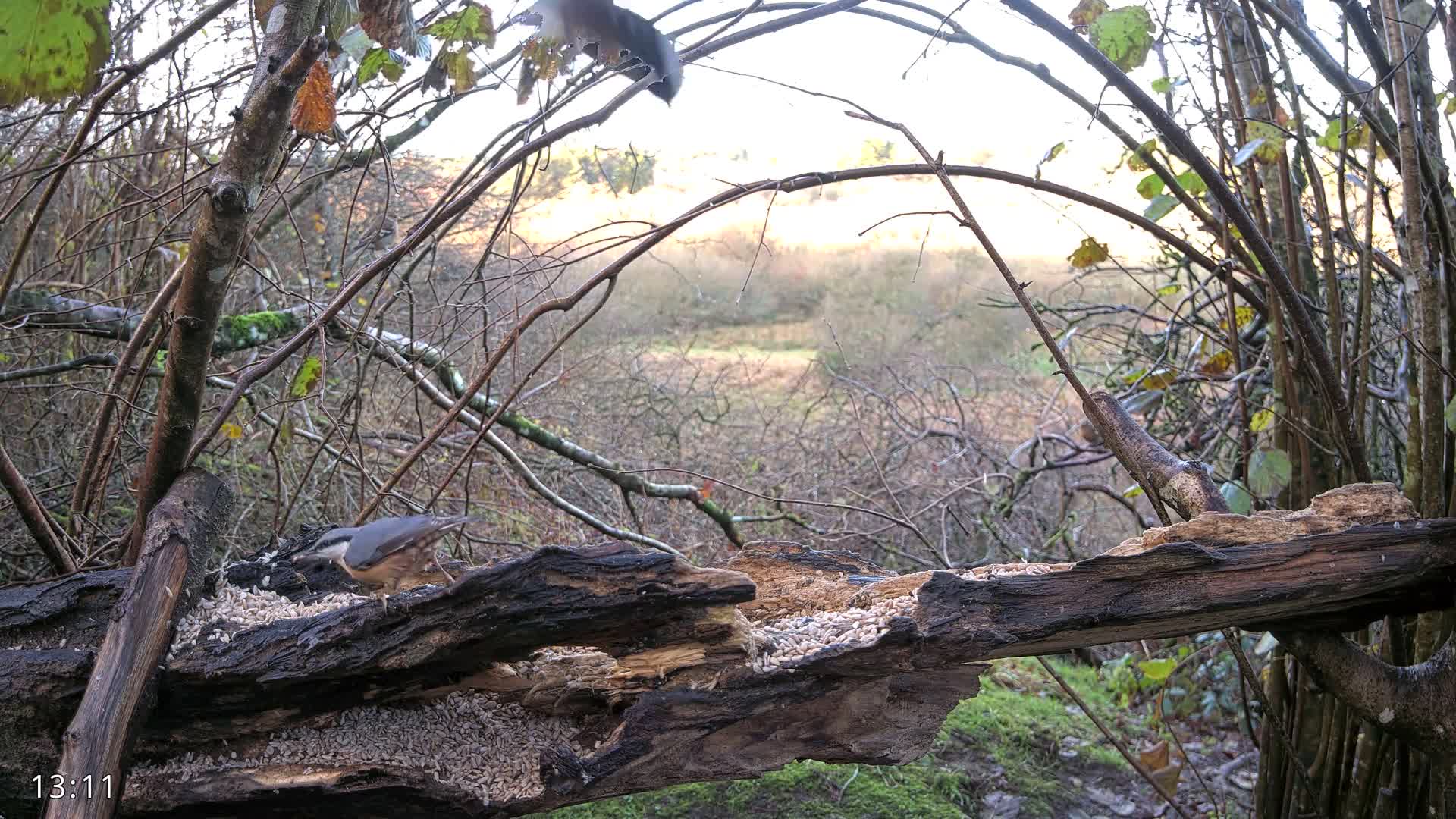 Dronninglund, Birds and Squirrels in the Forest Live Cam - Dronninglund, Bronderslev, Nordjylland(North Denmark), Denmark