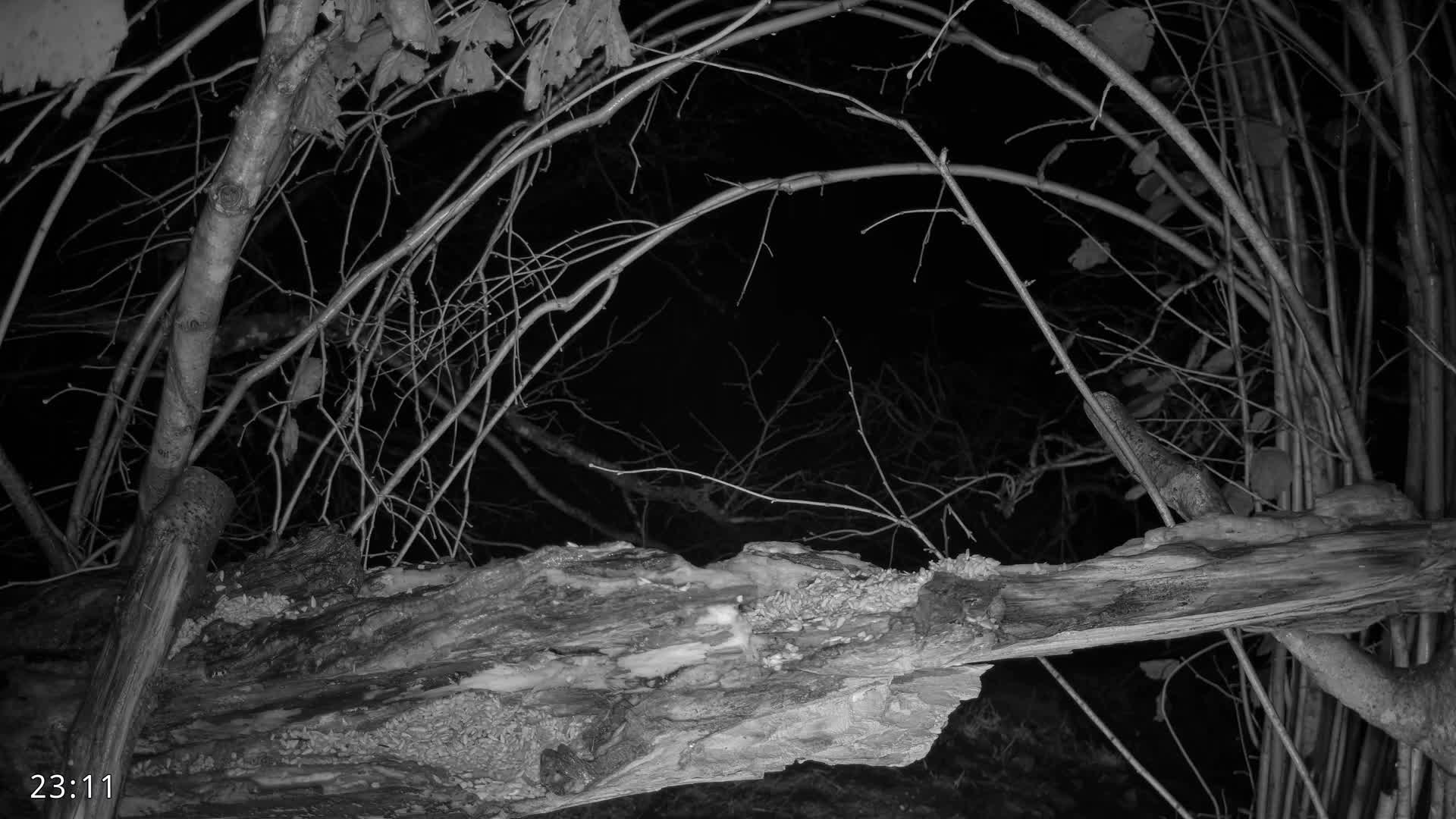 Dronninglund, Birds and Squirrels in the Forest Live Cam - Dronninglund, Bronderslev, Nordjylland(North Denmark), Denmark