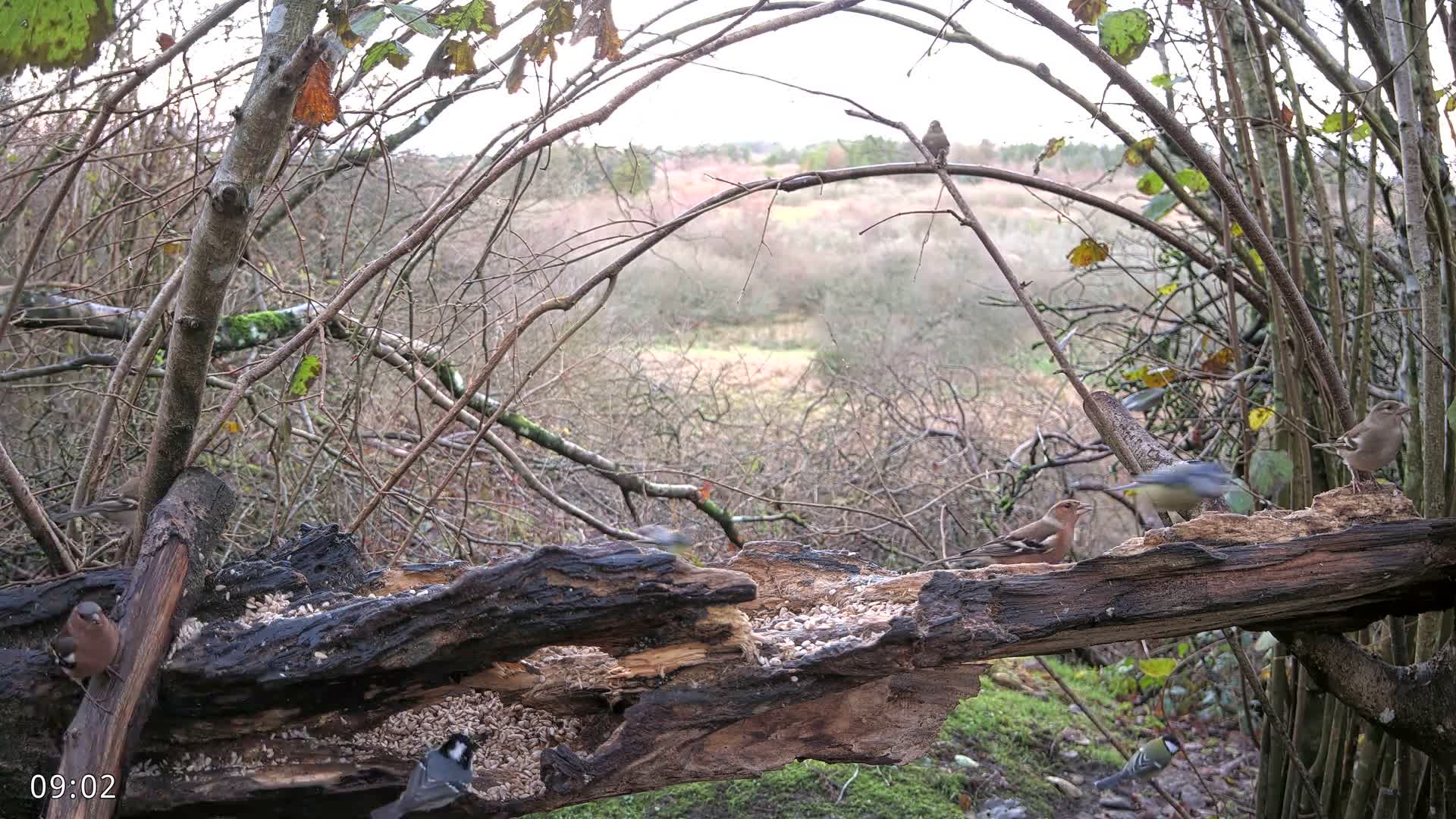 Dronninglund, Birds and Squirrels in the Forest Live Cam - Dronninglund, Bronderslev, Nordjylland(North Denmark), Denmark