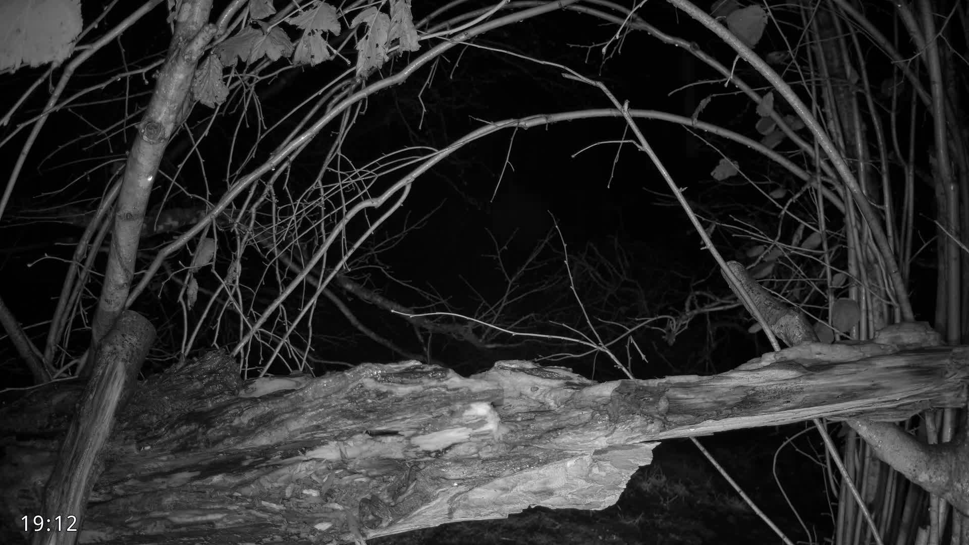 Dronninglund, Birds and Squirrels in the Forest Live Cam - Dronninglund, Bronderslev, Nordjylland(North Denmark), Denmark