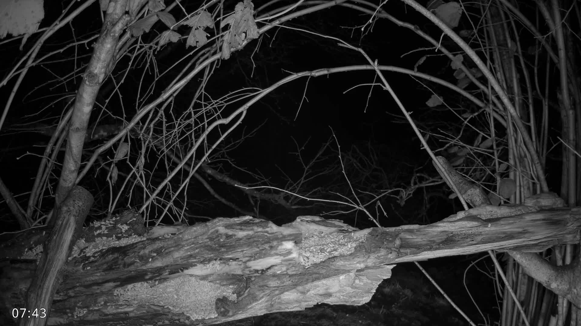 Dronninglund, Birds and Squirrels in the Forest Live Cam - Dronninglund, Bronderslev, Nordjylland(North Denmark), Denmark