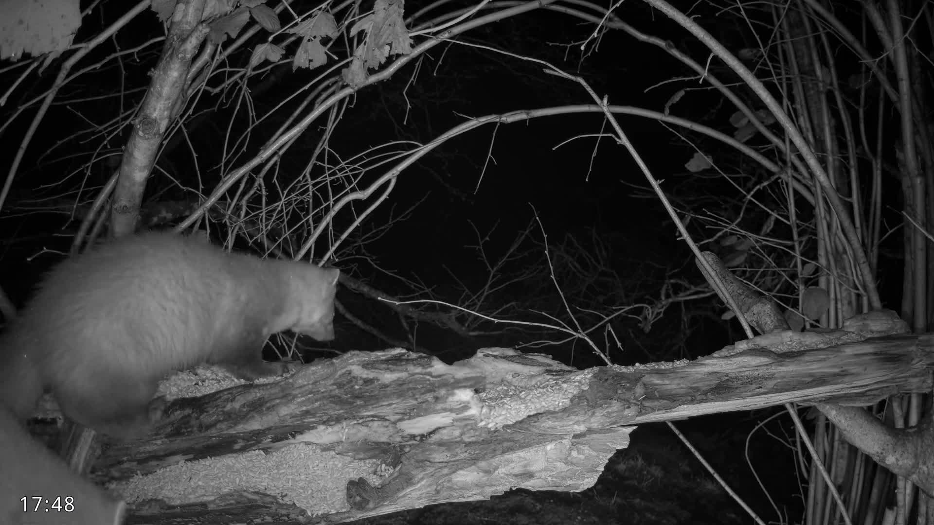 Dronninglund, Birds and Squirrels in the Forest Live Cam - Dronninglund, Bronderslev, Nordjylland(North Denmark), Denmark