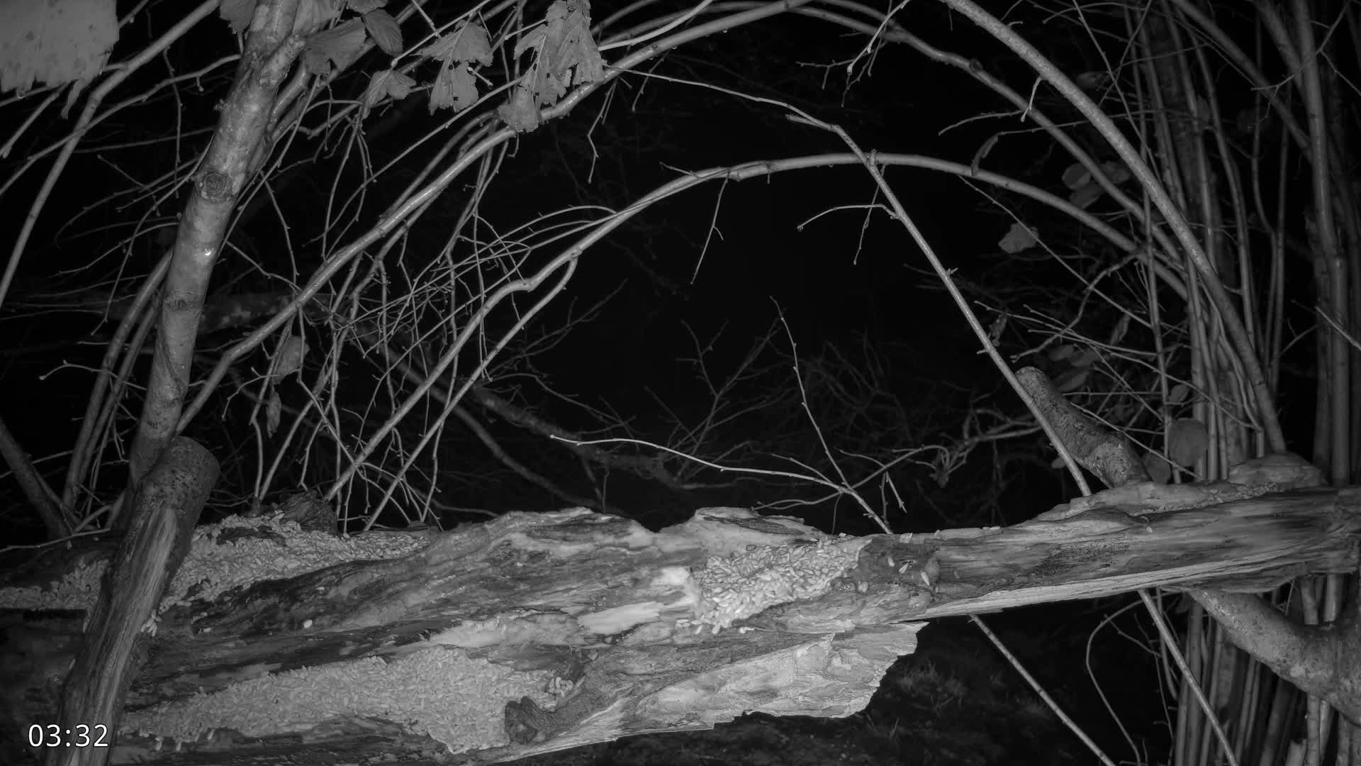 Dronninglund, Birds and Squirrels in the Forest Live Cam - Dronninglund, Bronderslev, Nordjylland(North Denmark), Denmark