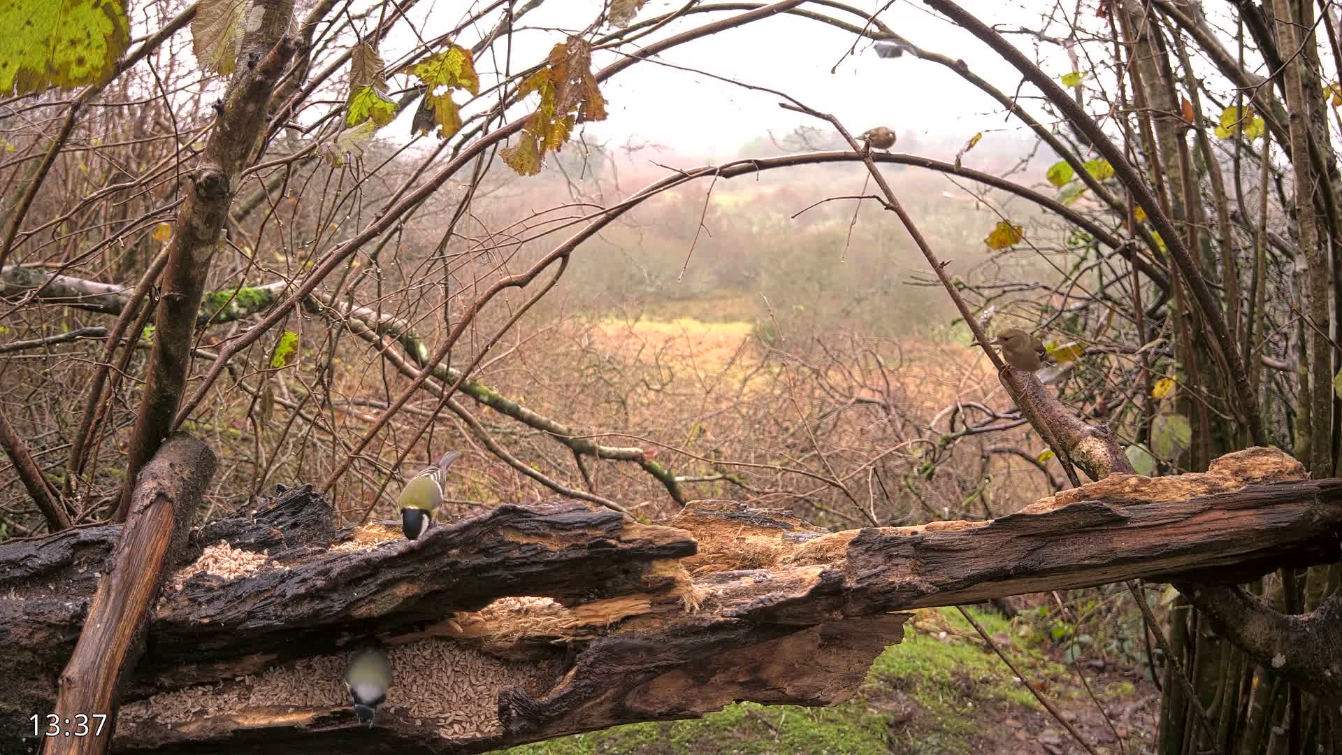 Dronninglund, Birds and Squirrels in the Forest Live Cam - Dronninglund, Bronderslev, Nordjylland(North Denmark), Denmark