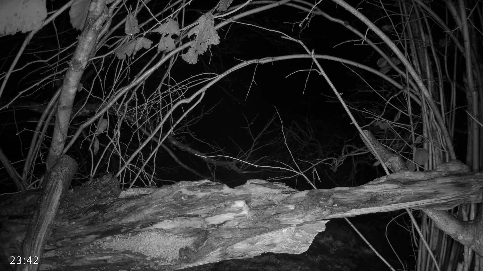 Dronninglund, Birds and Squirrels in the Forest Live Cam - Dronninglund, Bronderslev, Nordjylland(North Denmark), Denmark