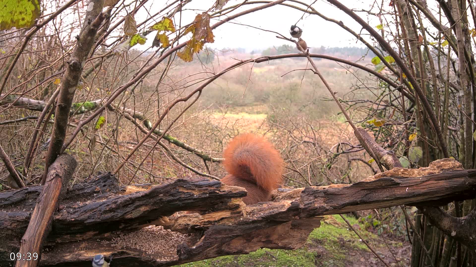 A fluffy red squirrel sits with its back to the viewer on a large decaying log amidst a sparse, autumnal woodland under an overcast sky, with a small bird perched on a branch above and another bird partially visible near the log.