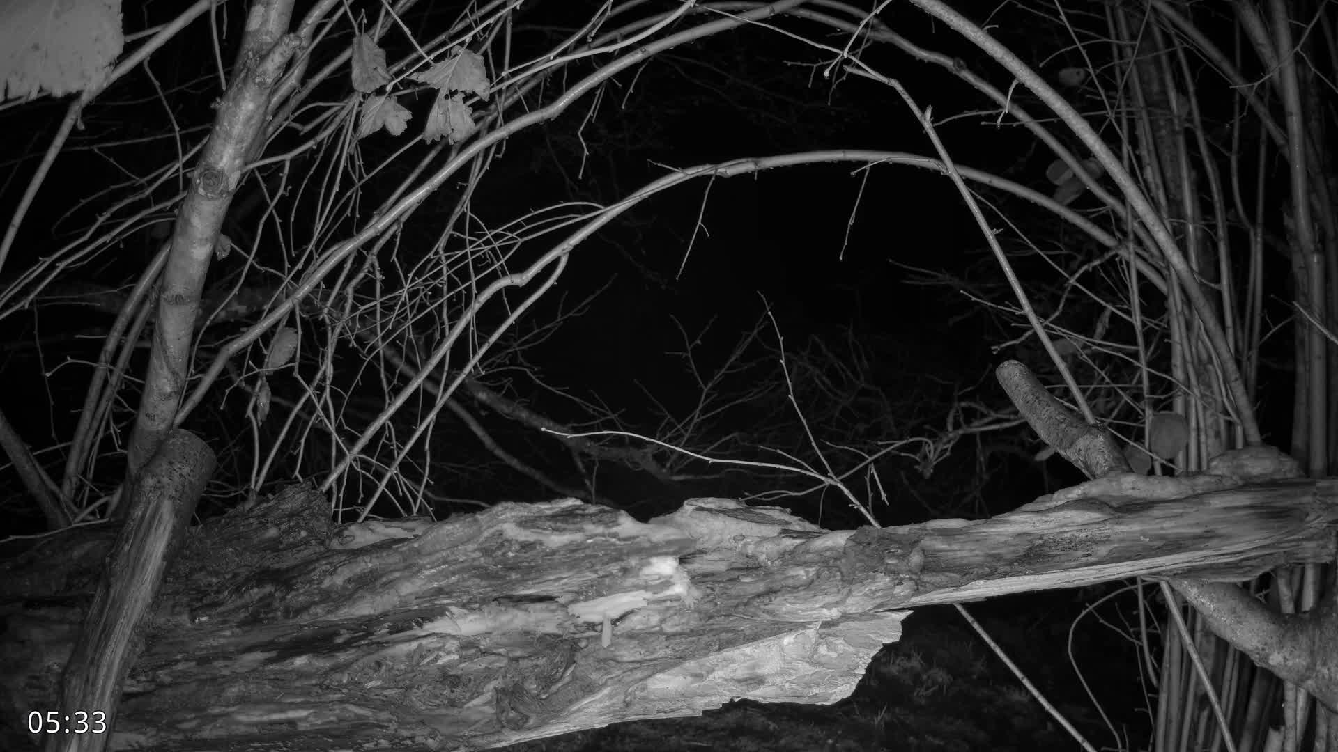 Dronninglund, Birds and Squirrels in the Forest Live Cam - Dronninglund, Bronderslev, Nordjylland(North Denmark), Denmark