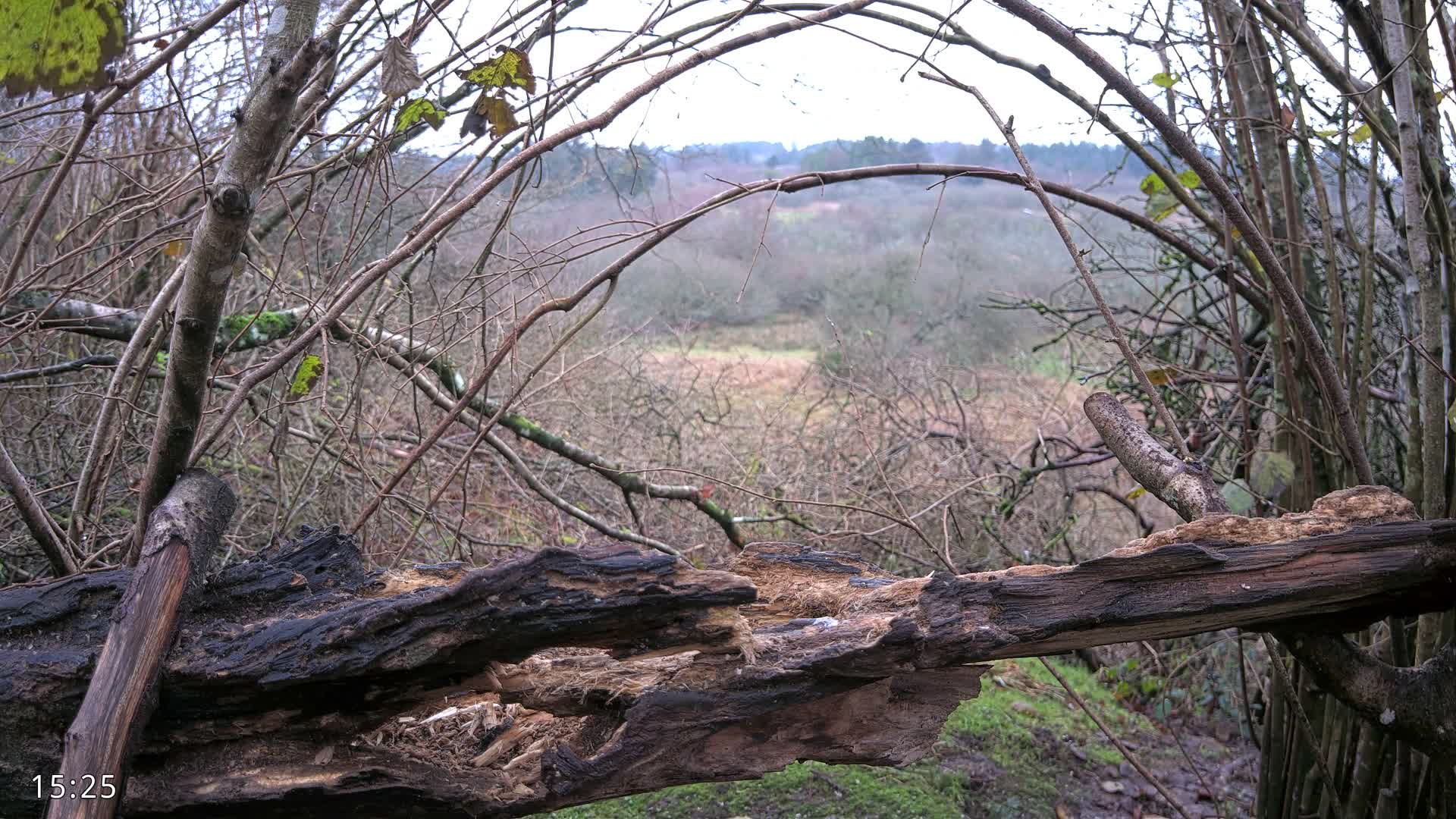 Dronninglund, Birds and Squirrels in the Forest Live Cam - Dronninglund, Bronderslev, Nordjylland(North Denmark), Denmark