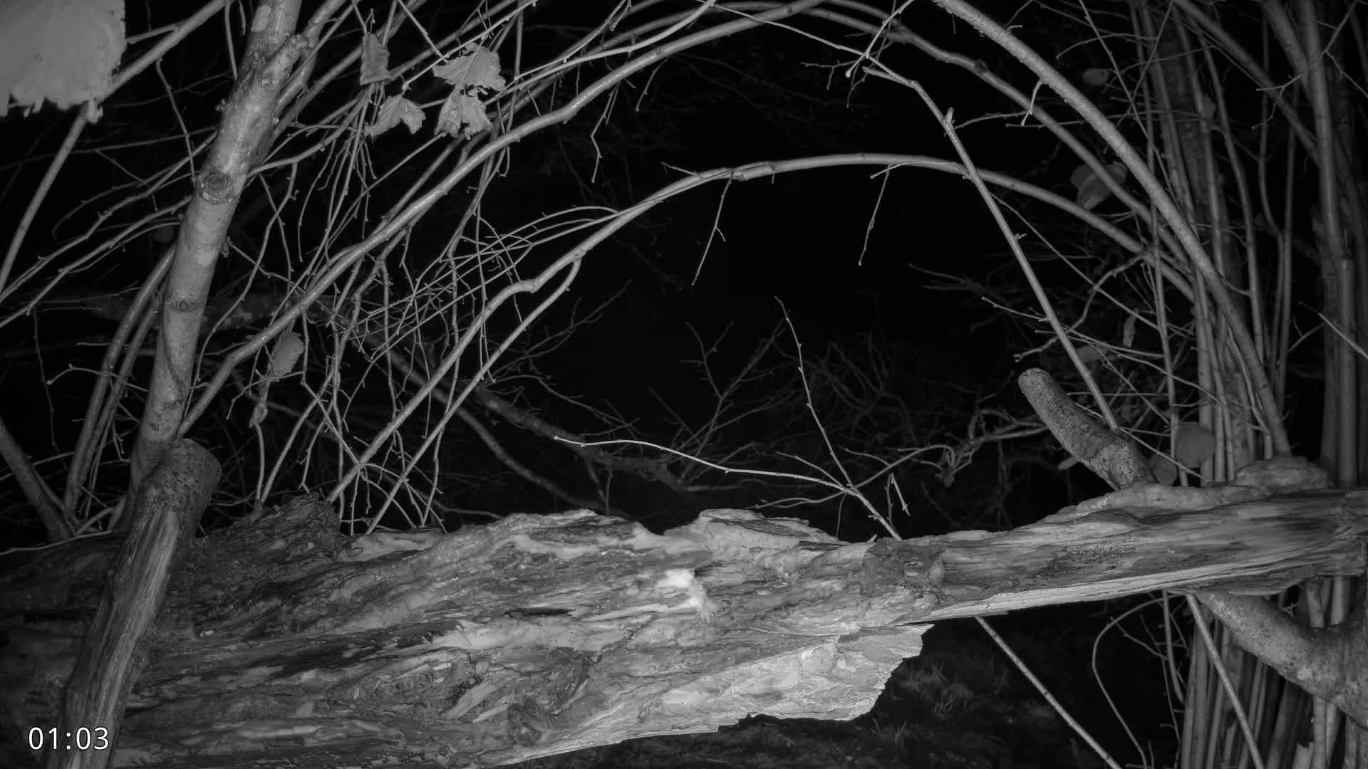 Dronninglund, Birds and Squirrels in the Forest Live Cam - Dronninglund, Bronderslev, Nordjylland(North Denmark), Denmark