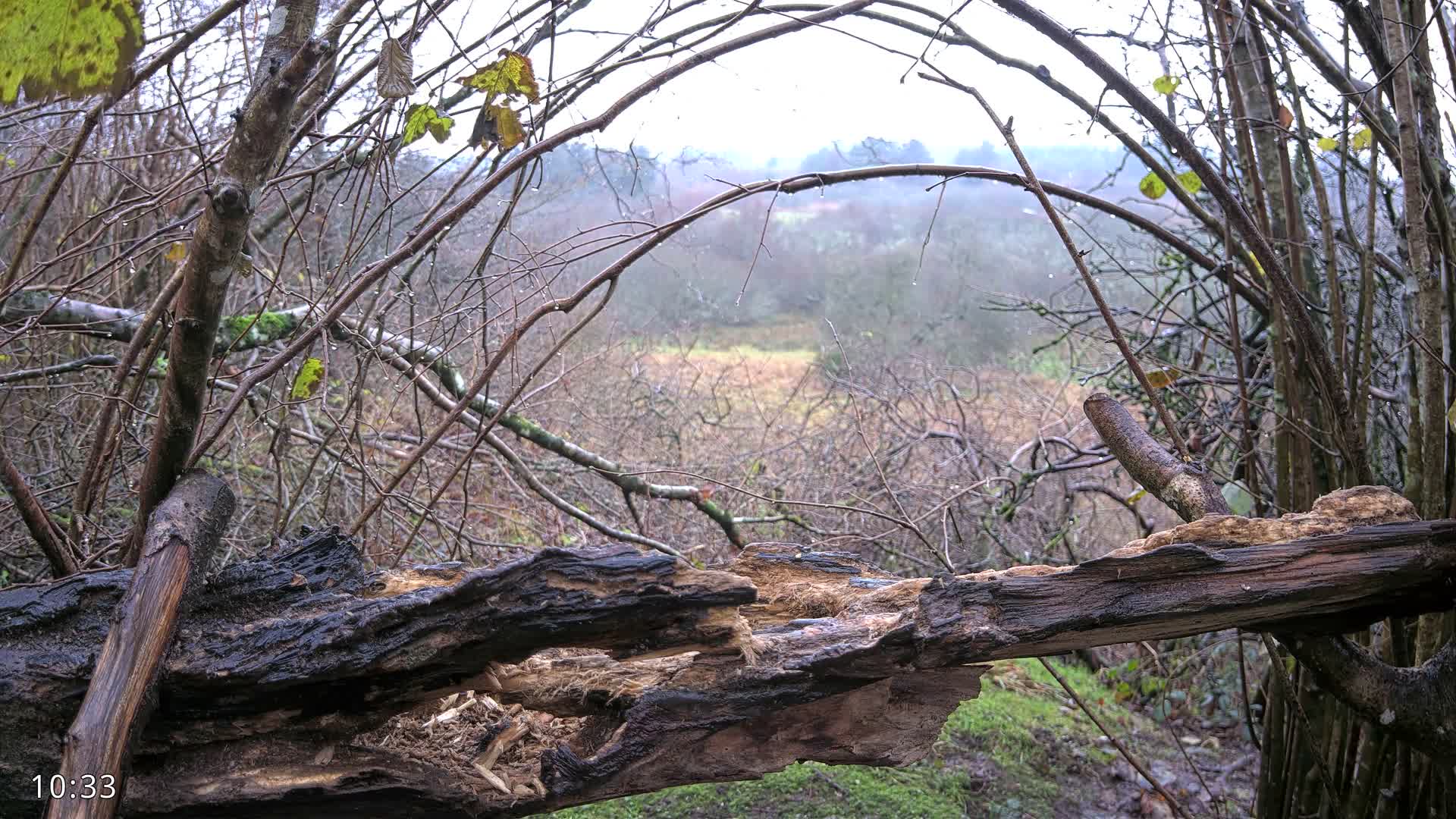 Dronninglund, Birds and Squirrels in the Forest Live Cam - Dronninglund, Bronderslev, Nordjylland(North Denmark), Denmark