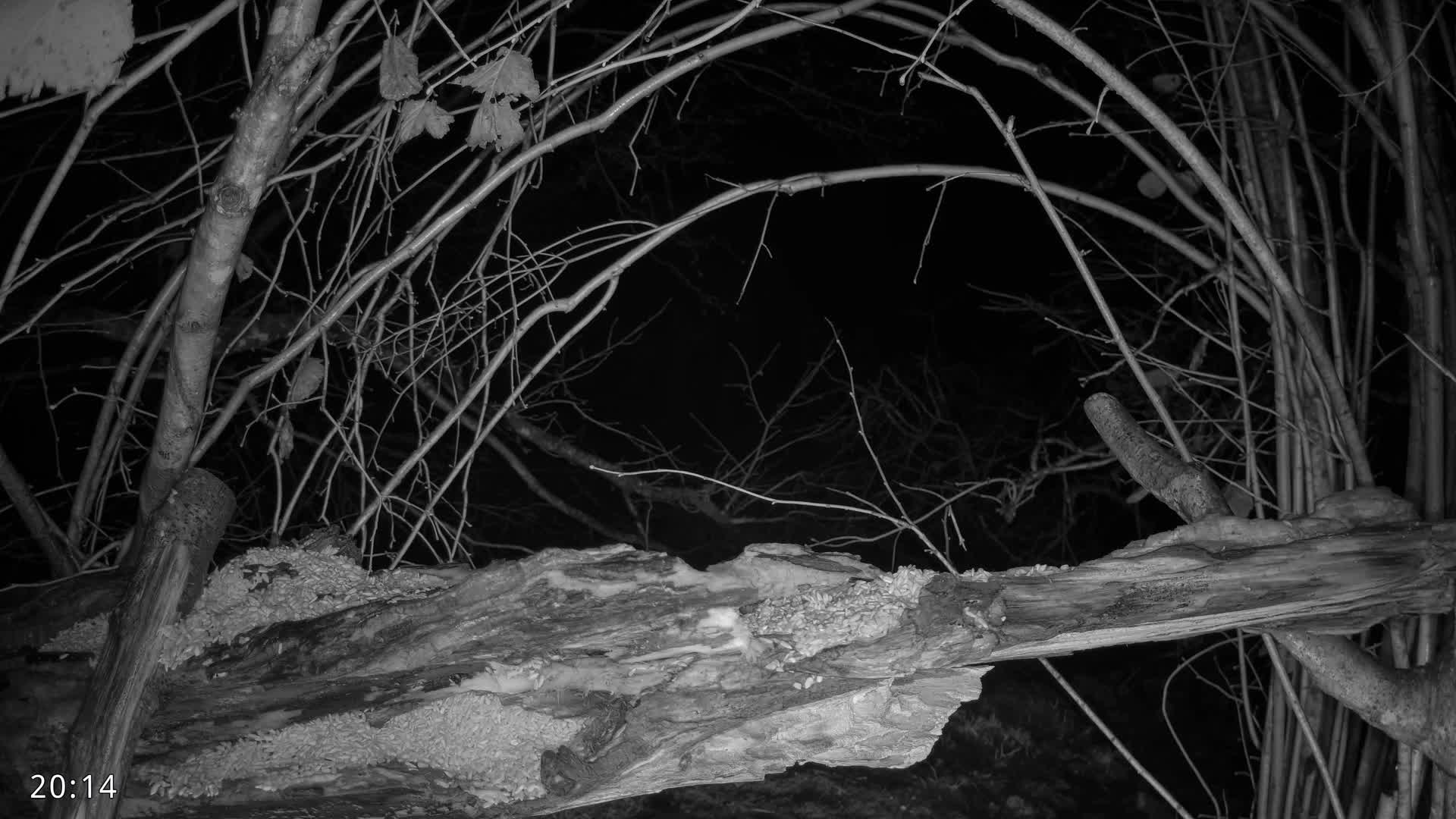 Dronninglund, Birds and Squirrels in the Forest Live Cam - Dronninglund, Bronderslev, Nordjylland(North Denmark), Denmark