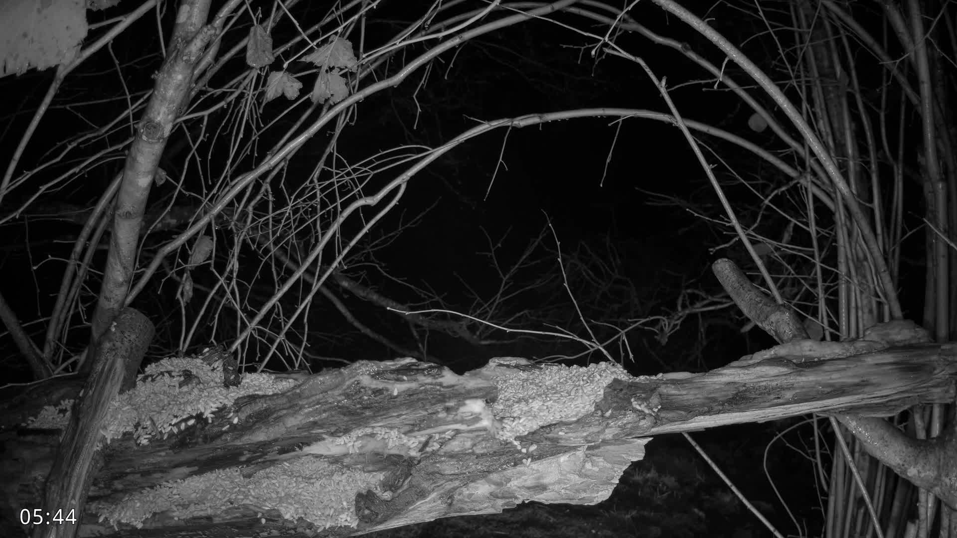 Dronninglund, Birds and Squirrels in the Forest Live Cam - Dronninglund, Bronderslev, Nordjylland(North Denmark), Denmark