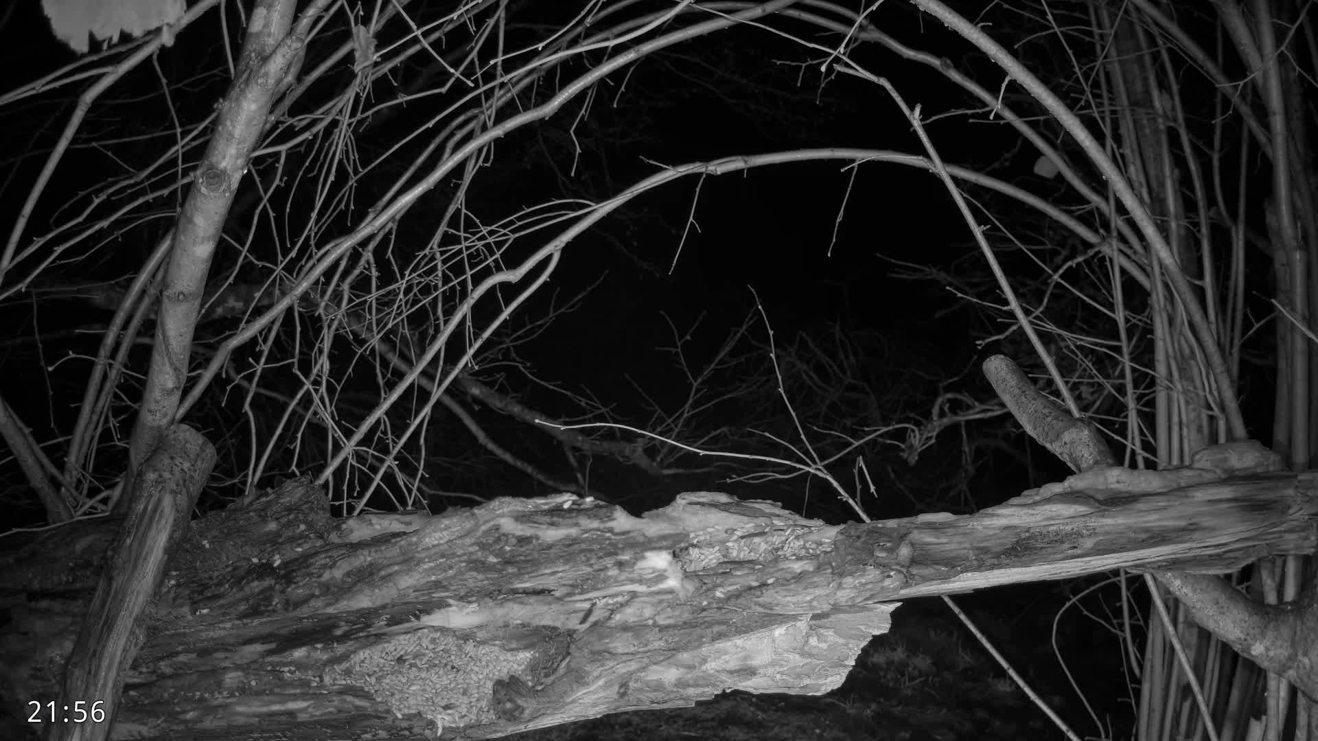 Dronninglund, Birds and Squirrels in the Forest Live Cam - Dronninglund, Bronderslev, Nordjylland(North Denmark), Denmark