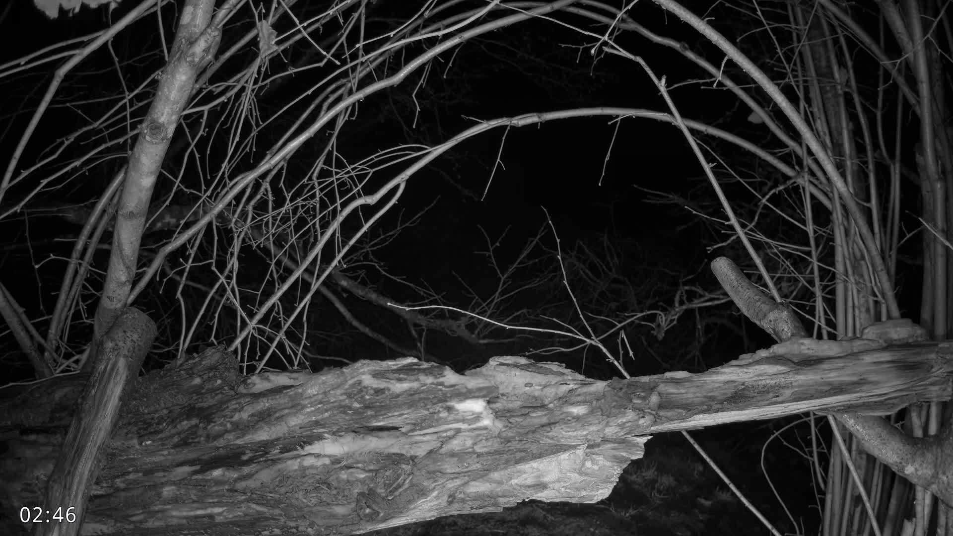 Dronninglund, Birds and Squirrels in the Forest Live Cam - Dronninglund, Bronderslev, Nordjylland(North Denmark), Denmark