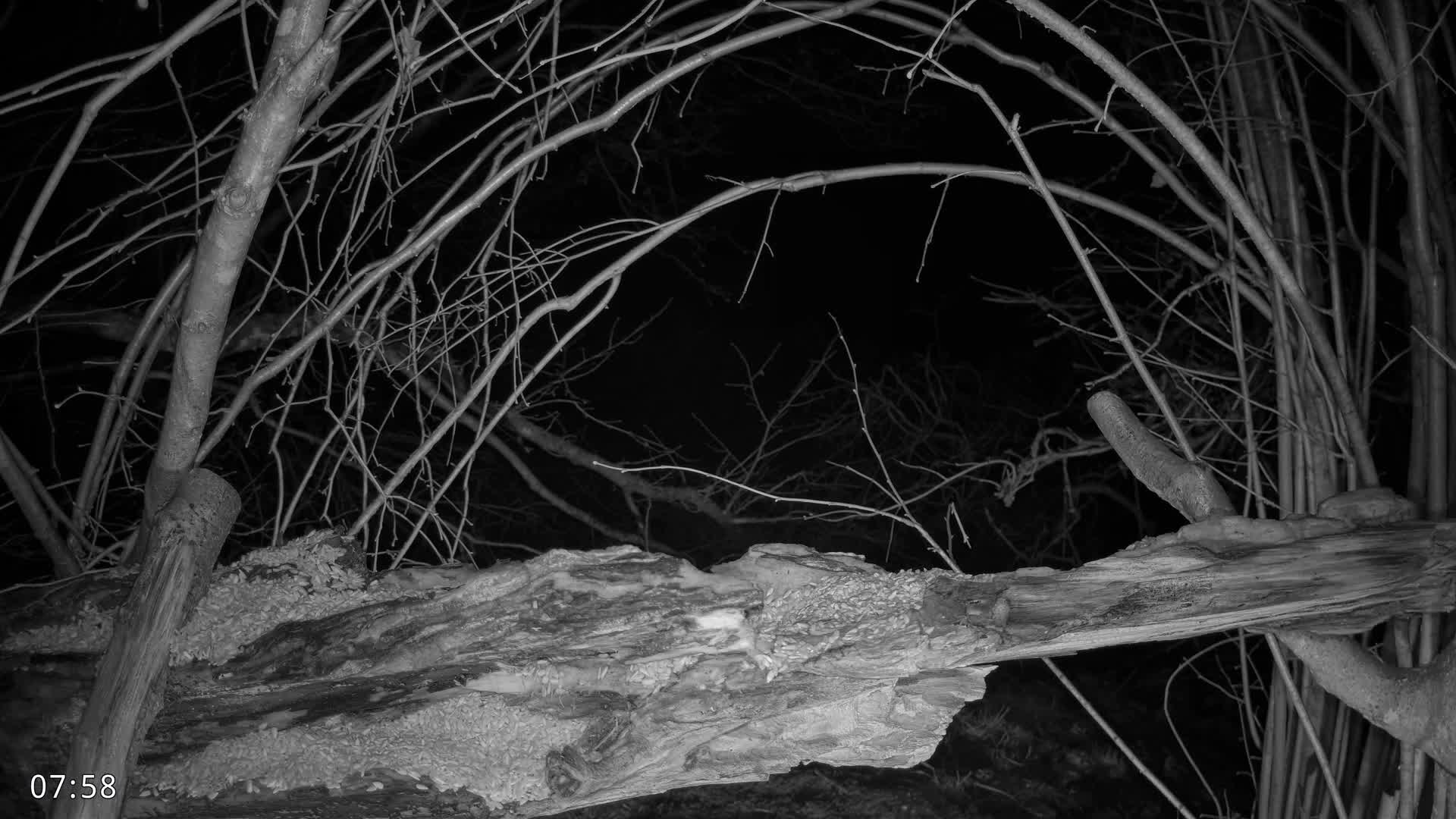 Dronninglund, Birds and Squirrels in the Forest Live Cam - Dronninglund, Bronderslev, Nordjylland(North Denmark), Denmark