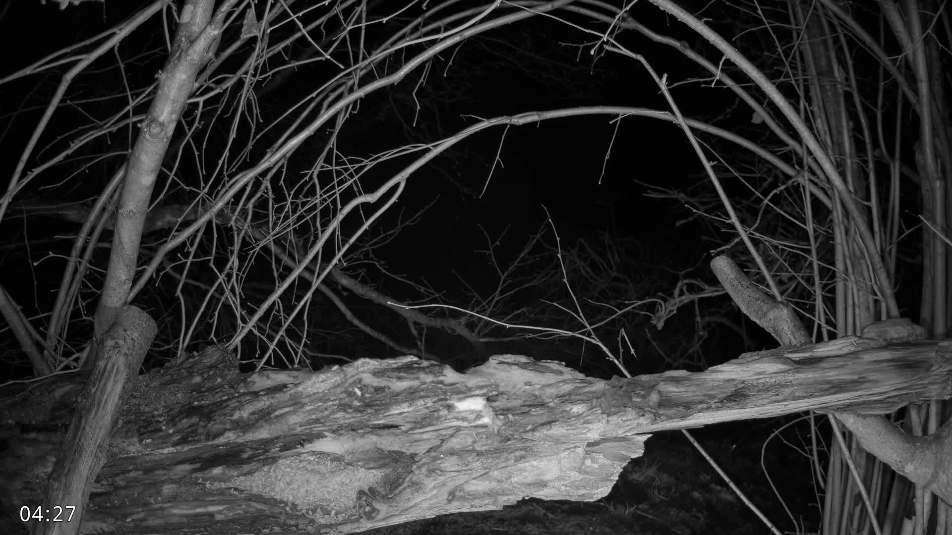 Dronninglund, Birds and Squirrels in the Forest Live Cam - Dronninglund, Bronderslev, Nordjylland(North Denmark), Denmark