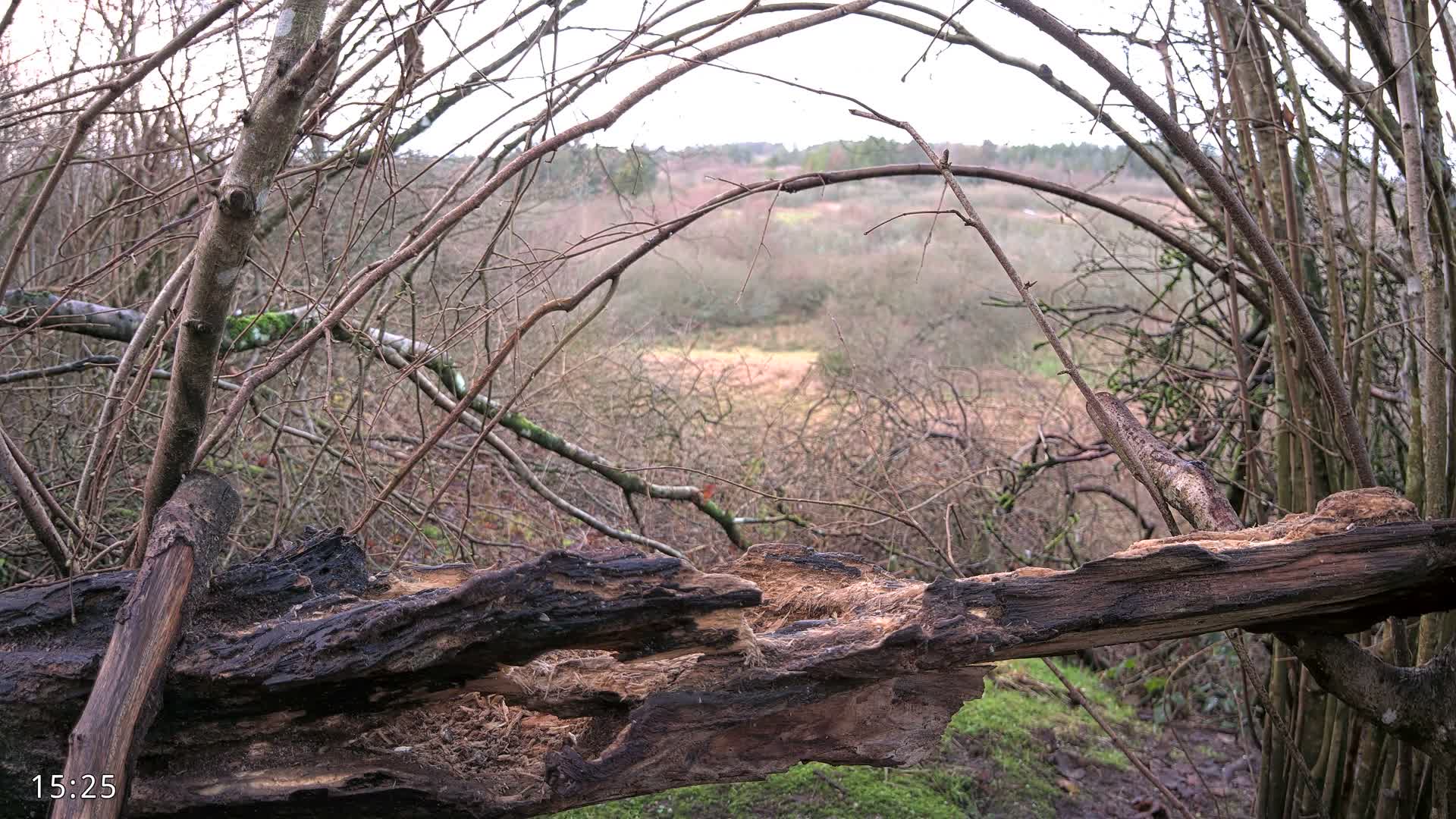 Dronninglund, Birds and Squirrels in the Forest Live Cam - Dronninglund, Bronderslev, Nordjylland(North Denmark), Denmark