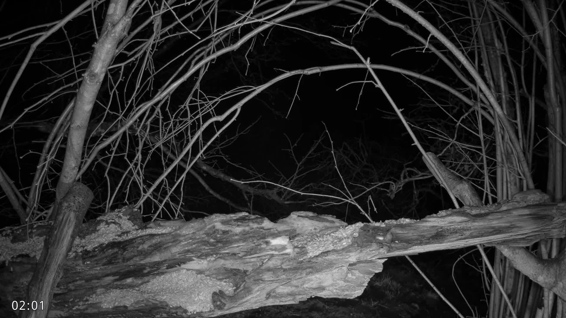 Dronninglund, Birds and Squirrels in the Forest Live Cam - Dronninglund, Bronderslev, Nordjylland(North Denmark), Denmark