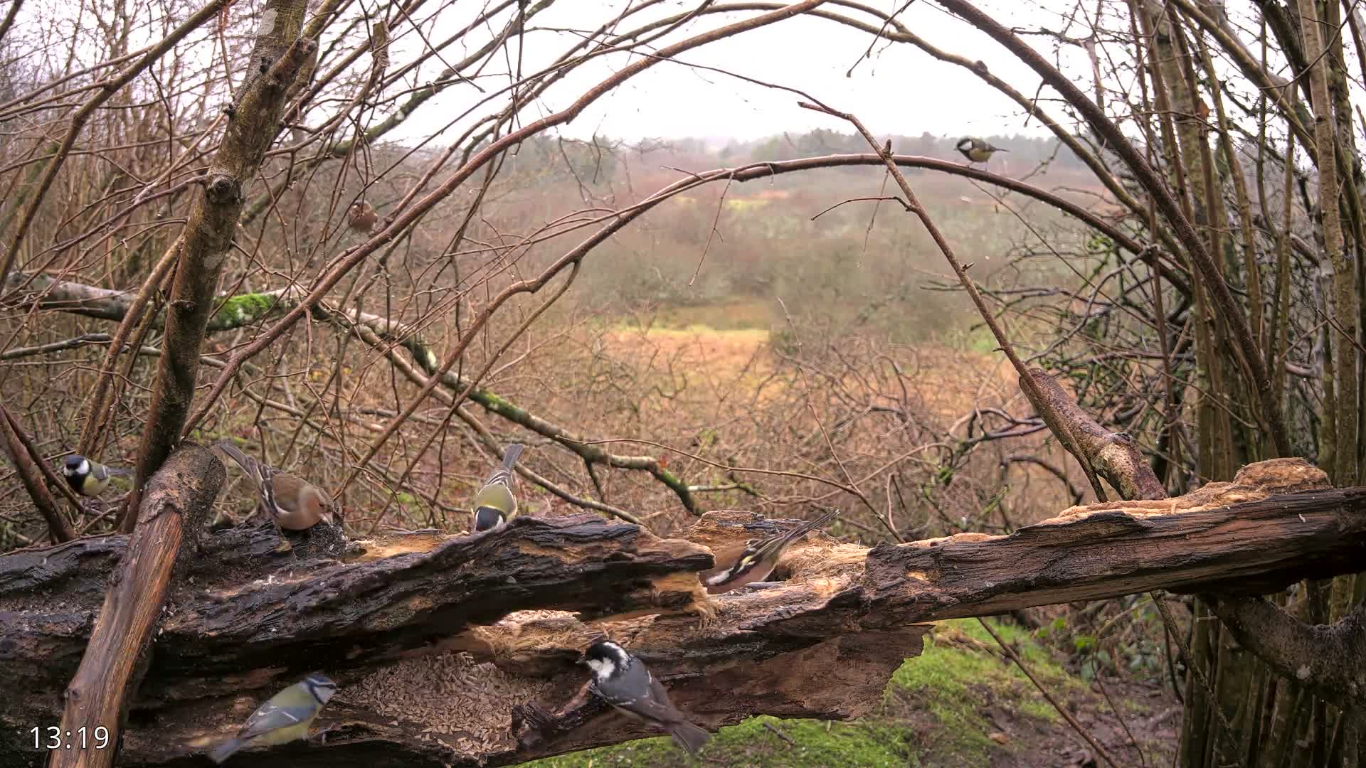 A fluffy red squirrel sits with its back to the viewer on a large decaying log amidst a sparse, autumnal woodland under an overcast sky, with a small bird perched on a branch above and another bird partially visible near the log.