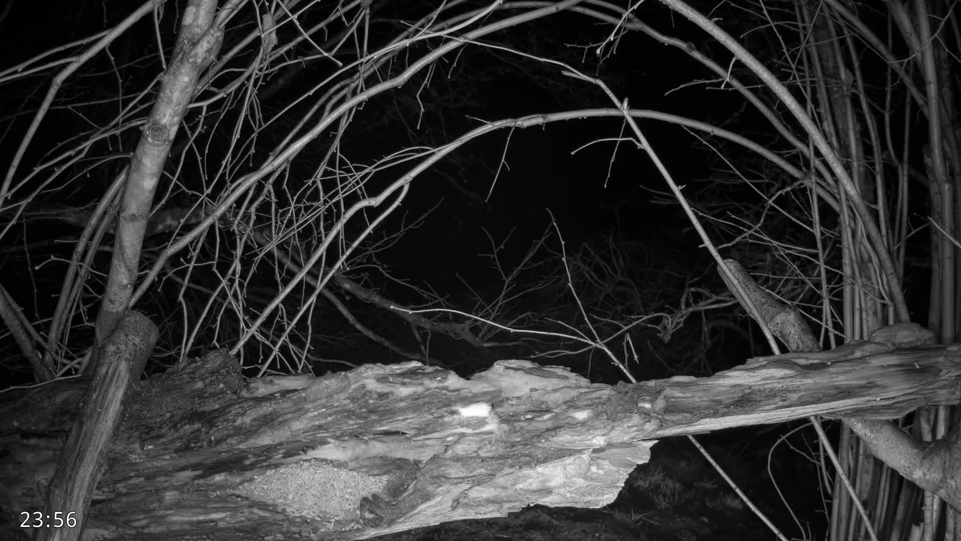 A fluffy red squirrel sits with its back to the viewer on a large decaying log amidst a sparse, autumnal woodland under an overcast sky, with a small bird perched on a branch above and another bird partially visible near the log.