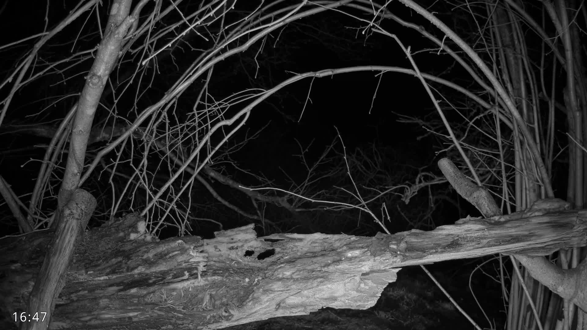 Dronninglund, Birds and Squirrels in the Forest Live Cam - Dronninglund, Bronderslev, Nordjylland(North Denmark), Denmark