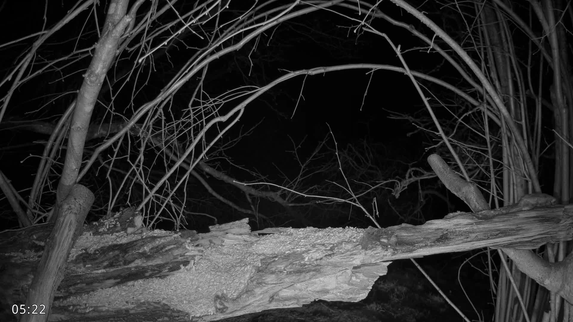 Dronninglund, Birds and Squirrels in the Forest Live Cam - Dronninglund, Bronderslev, Nordjylland(North Denmark), Denmark