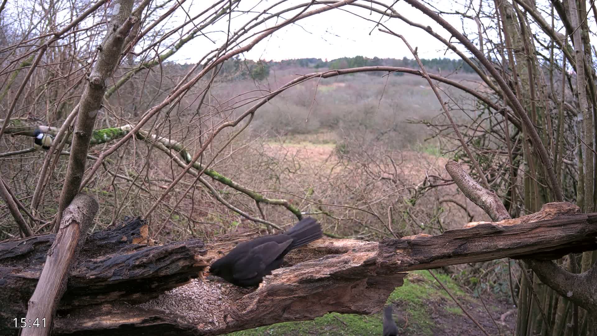 Dronninglund, Birds and Squirrels in the Forest Live Cam - Dronninglund, Bronderslev, Nordjylland(North Denmark), Denmark