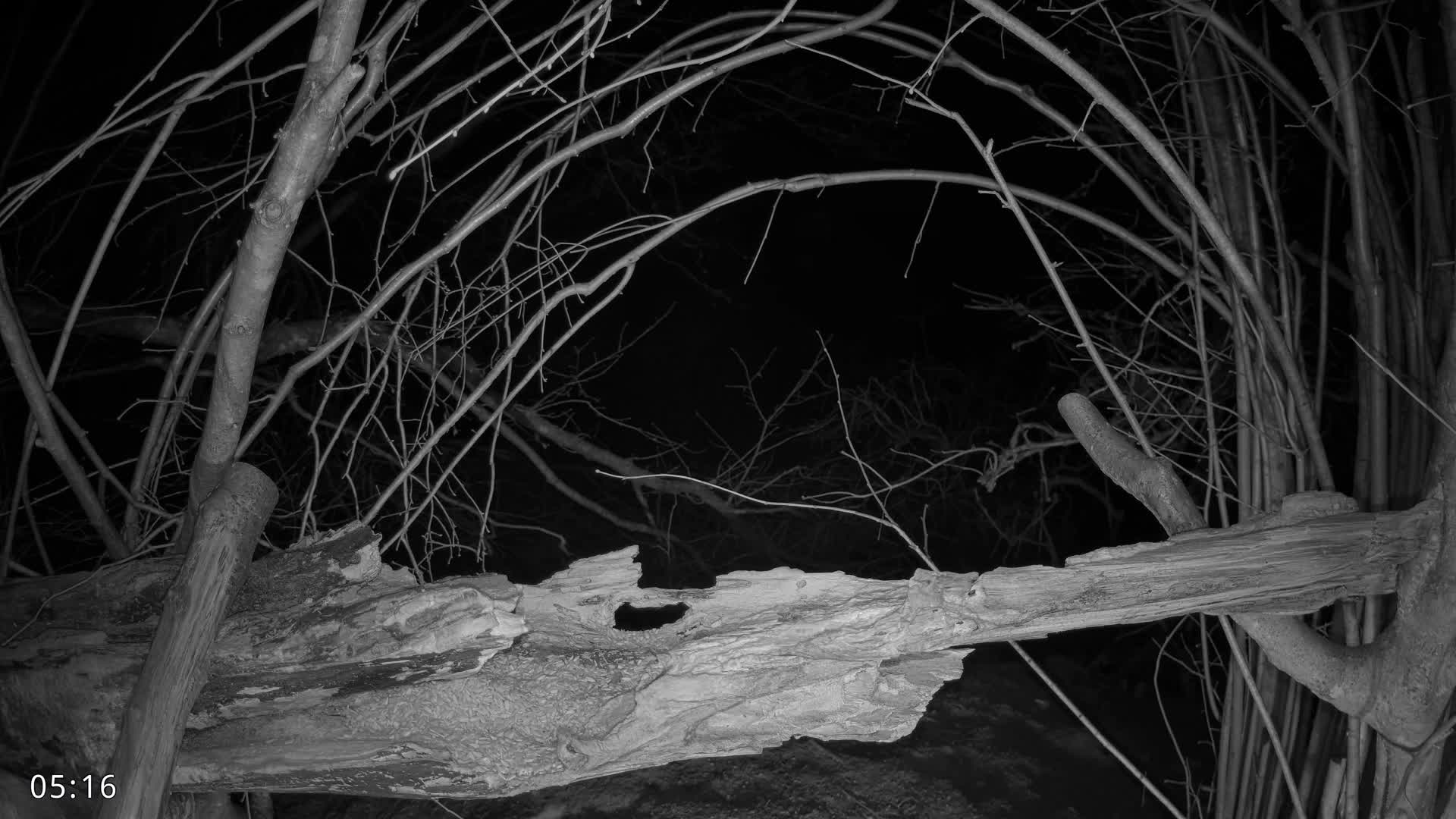 Dronninglund, Birds and Squirrels in the Forest Live Cam - Dronninglund, Bronderslev, Nordjylland(North Denmark), Denmark