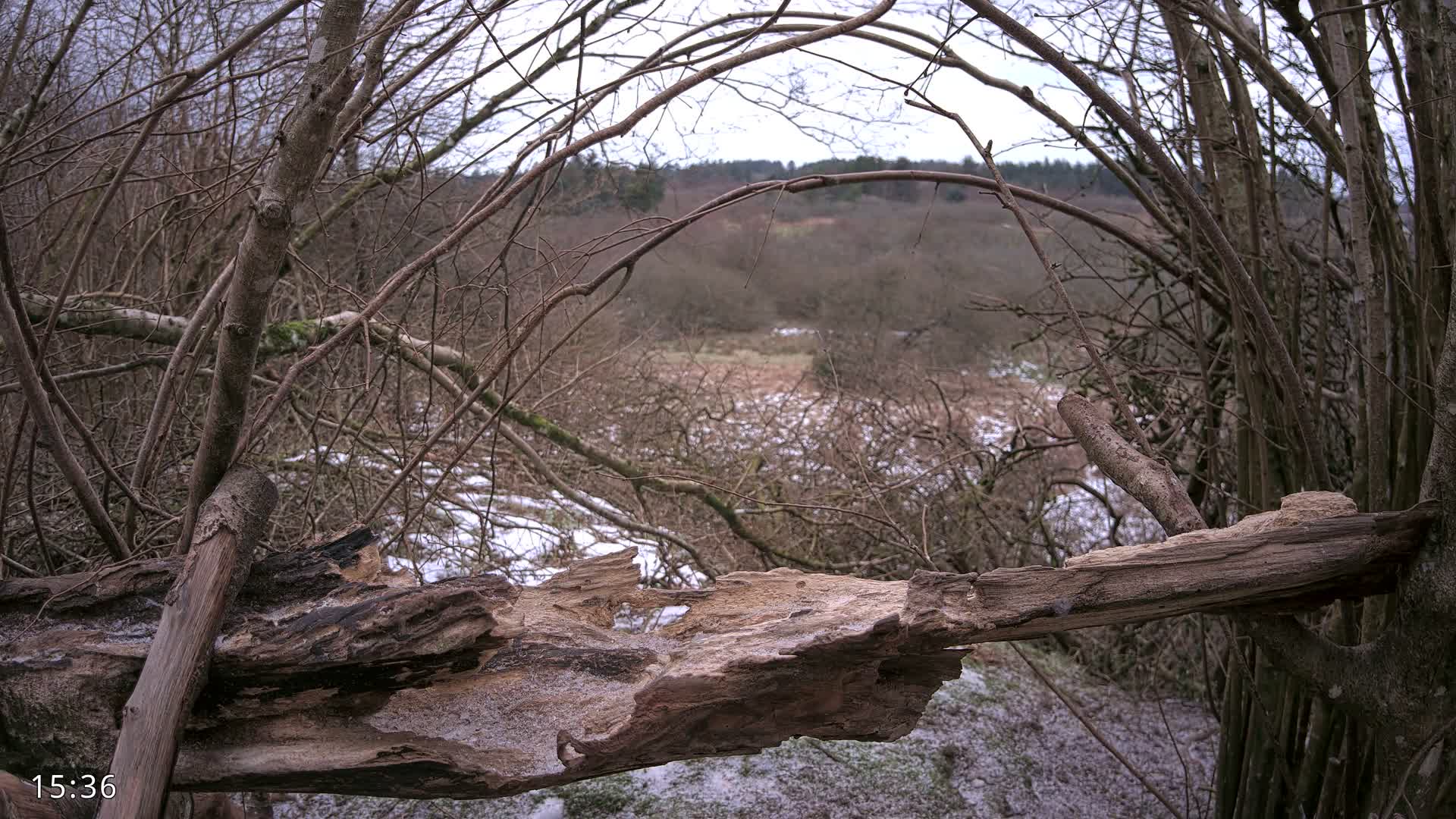 Dronninglund, Birds and Squirrels in the Forest Live Cam - Dronninglund, Bronderslev, Nordjylland(North Denmark), Denmark